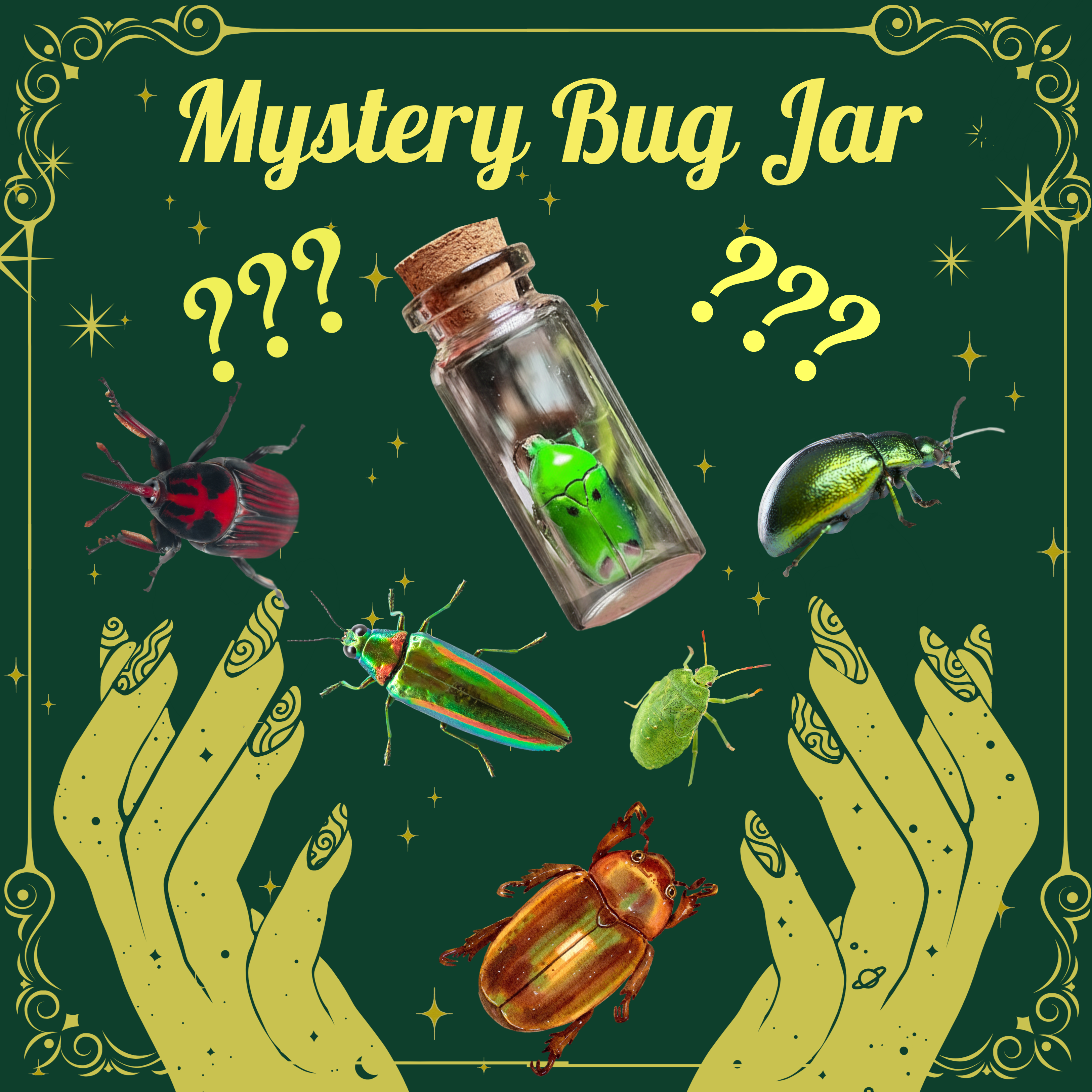 Mystery Bug Jar