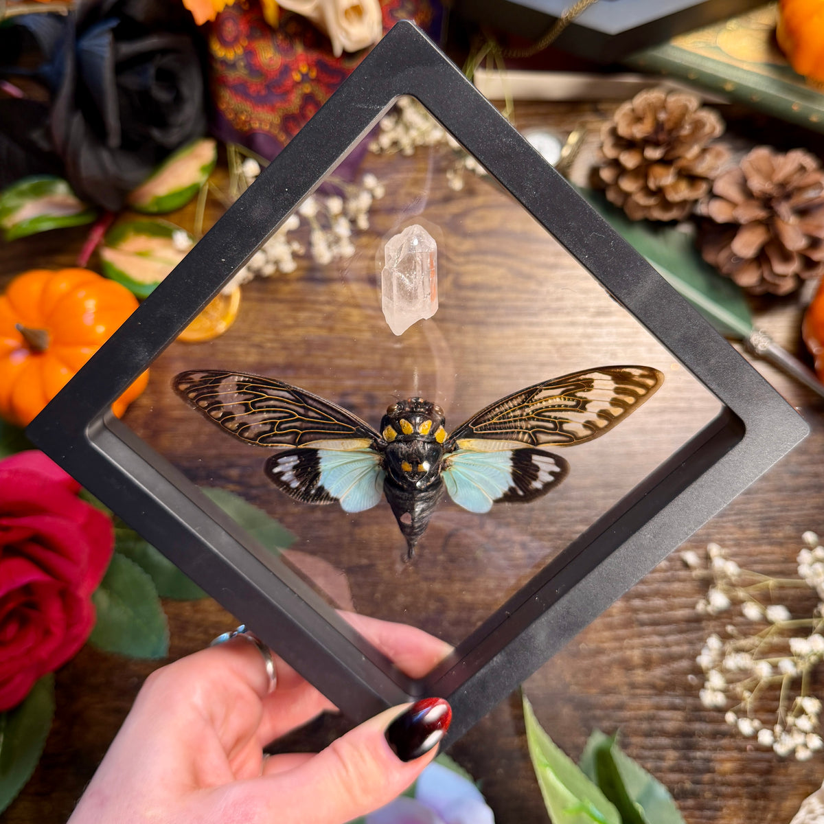 Cicada & Lemurian Quartz Frame