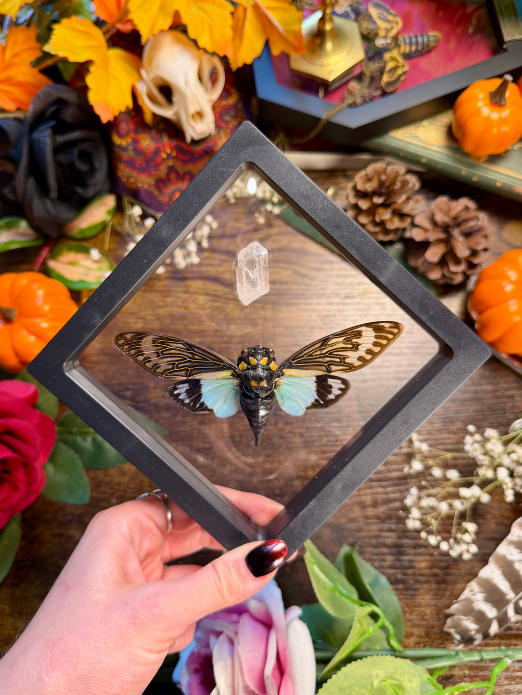 Cicada & Lemurian Quartz Frame