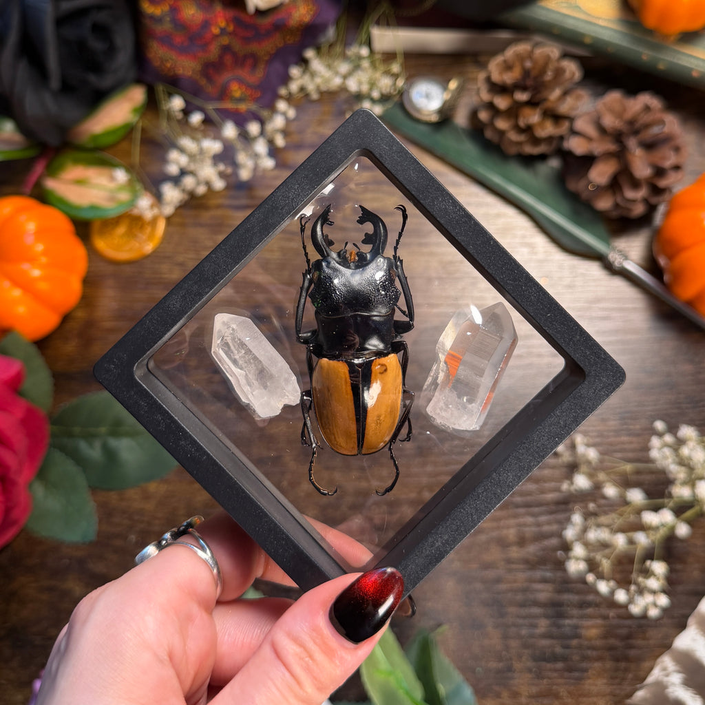 Golden Stag Beetle & Lemurian Quartz Frame