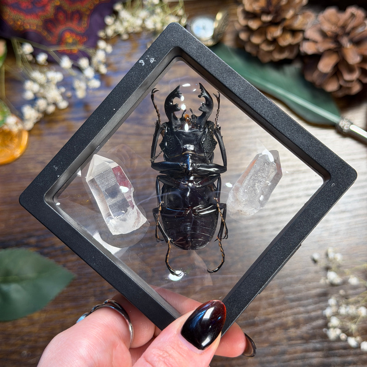 Golden Stag Beetle & Lemurian Quartz Frame