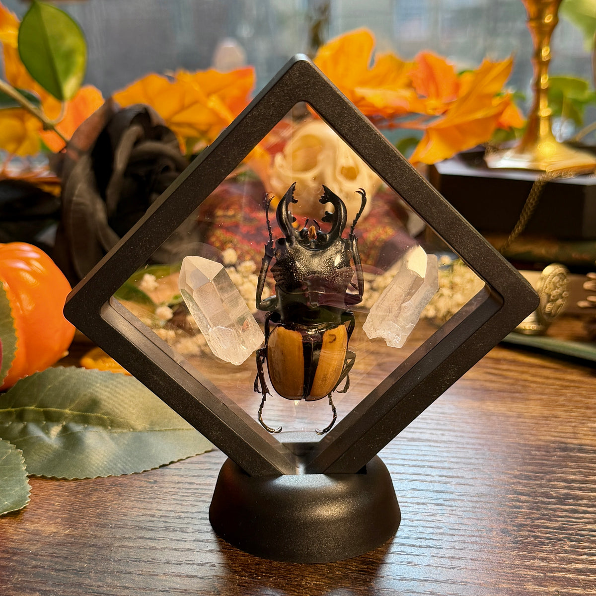 Golden Stag Beetle & Lemurian Quartz Frame