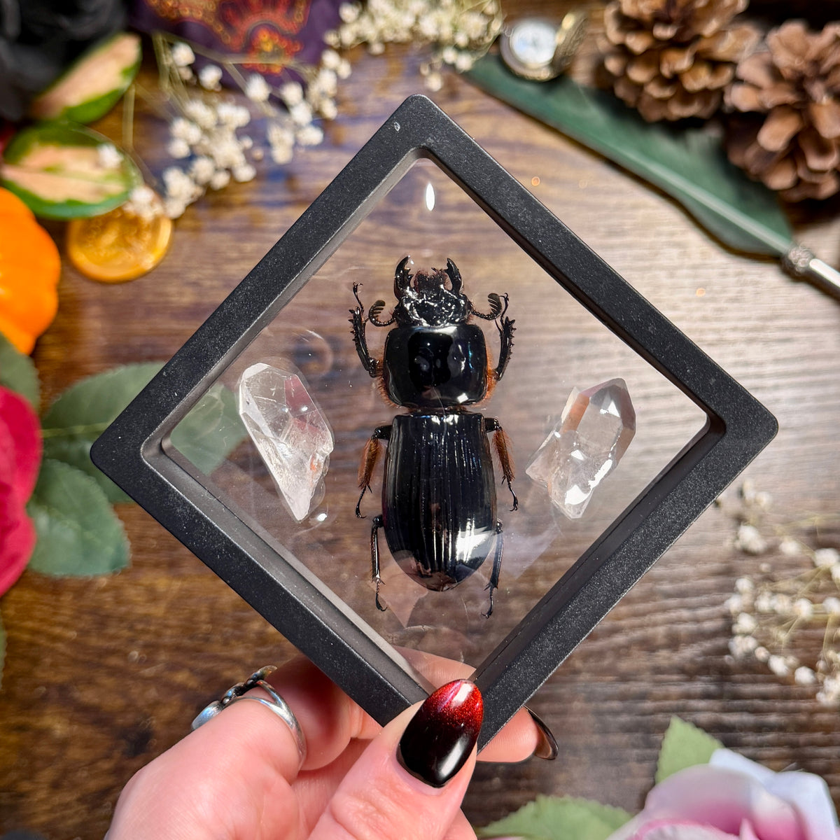 Bess Beetles & Lemurian Quartz Frame