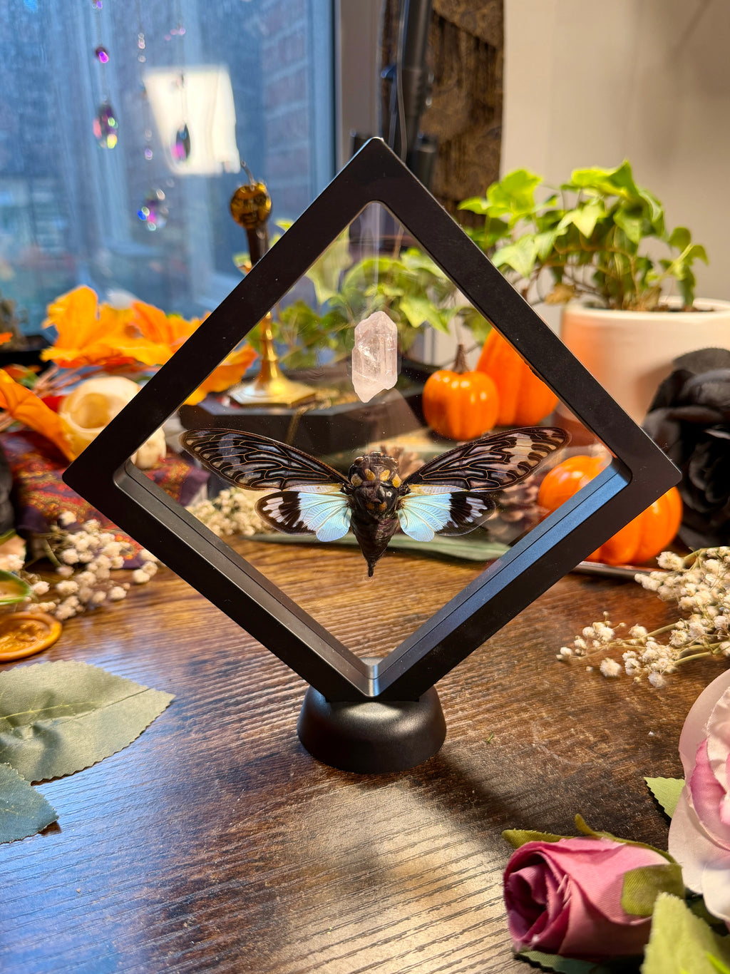 Cicada & Lemurian Quartz Frame
