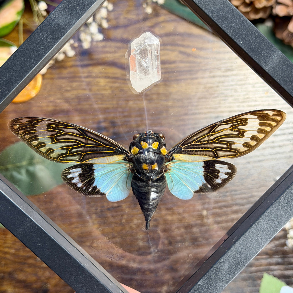 Cicada & Lemurian Quartz Frame