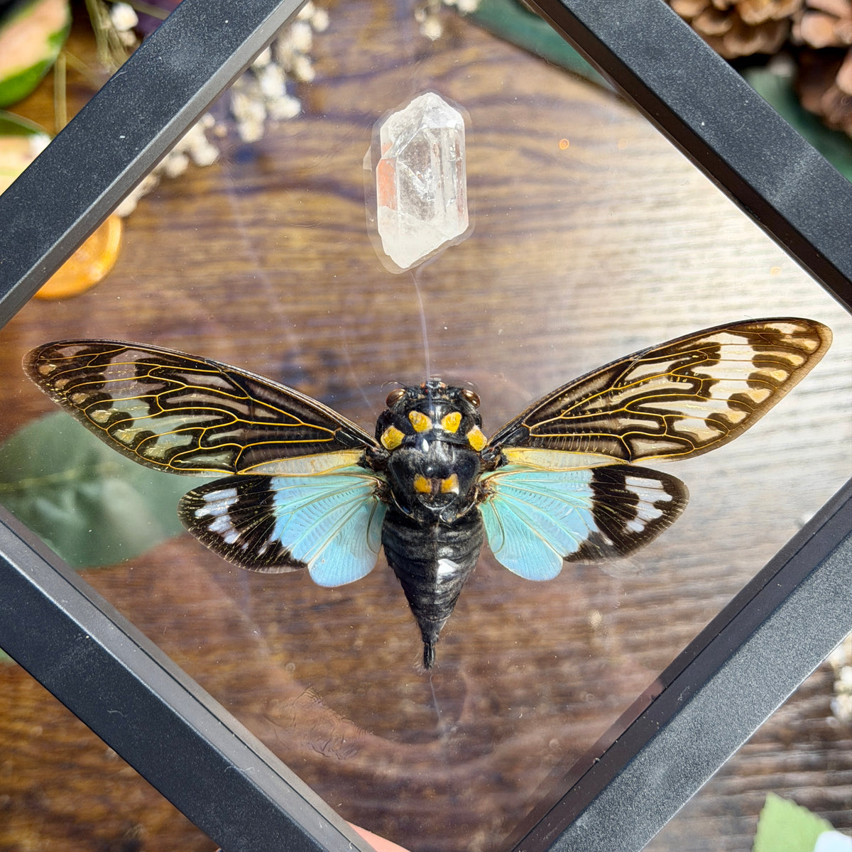 Cicada & Lemurian Quartz Frame