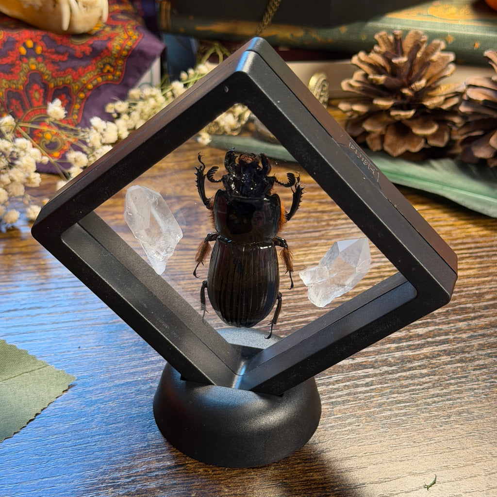 Bess Beetles & Lemurian Quartz Frame