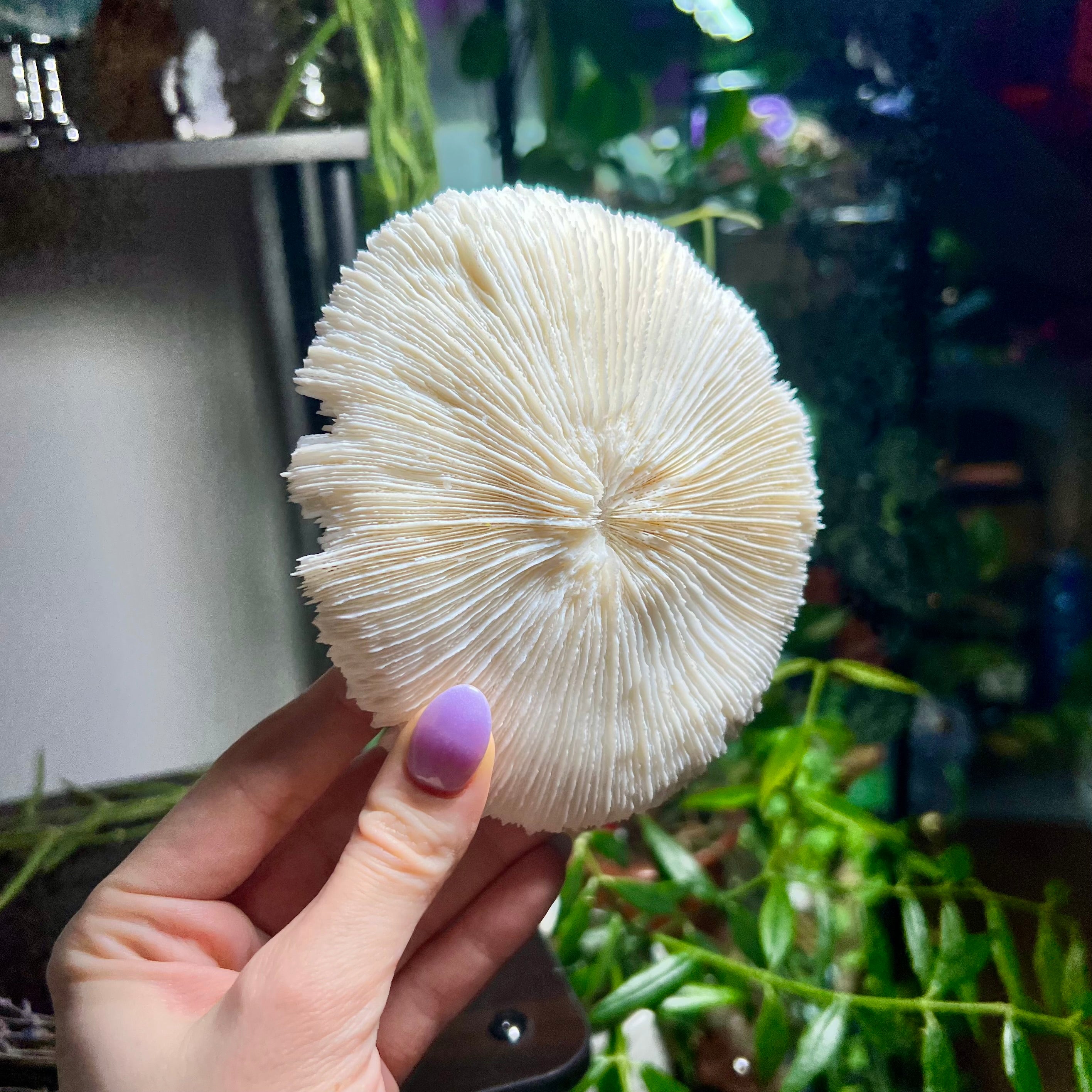 Mushroom Coral Specimen