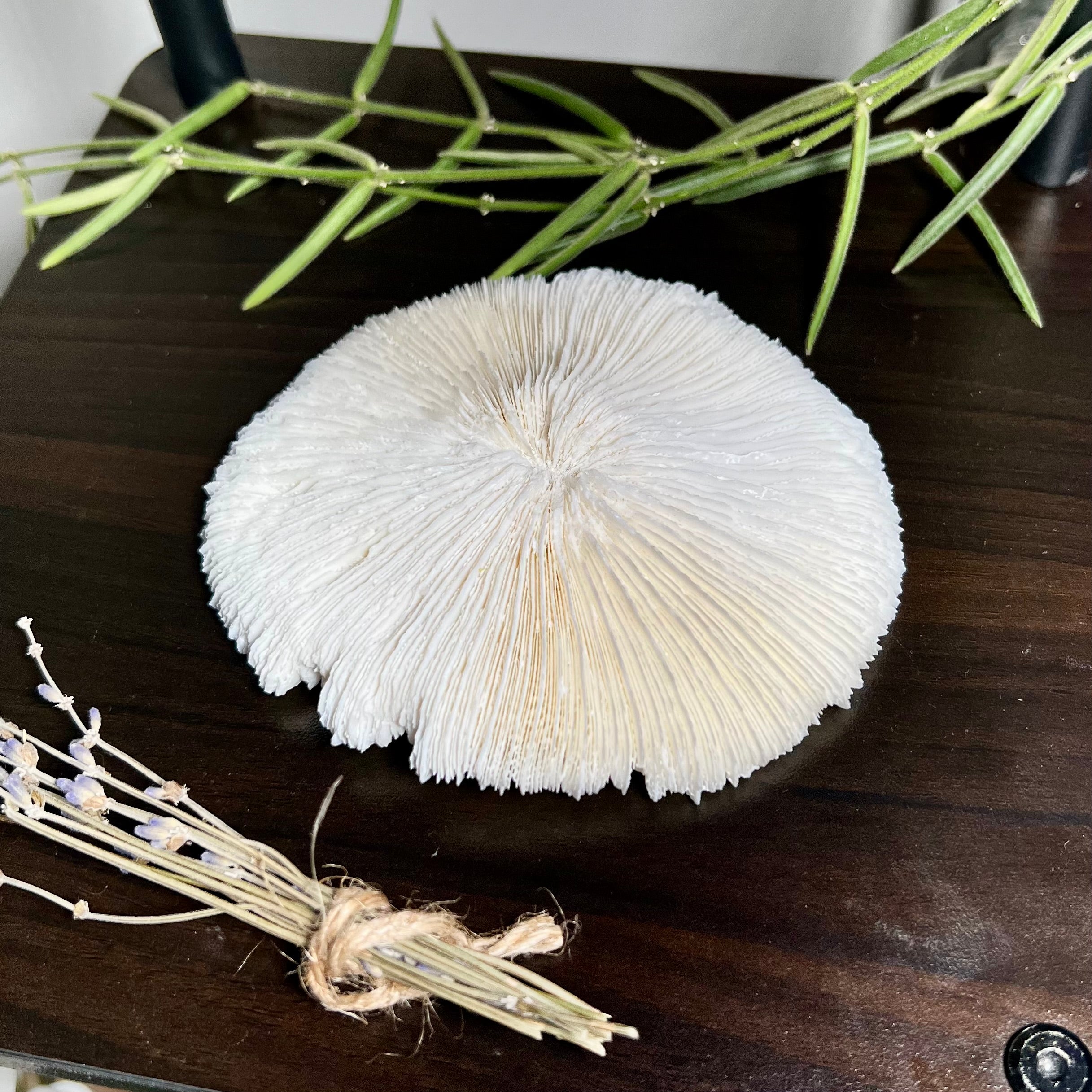 Mushroom Coral Specimen