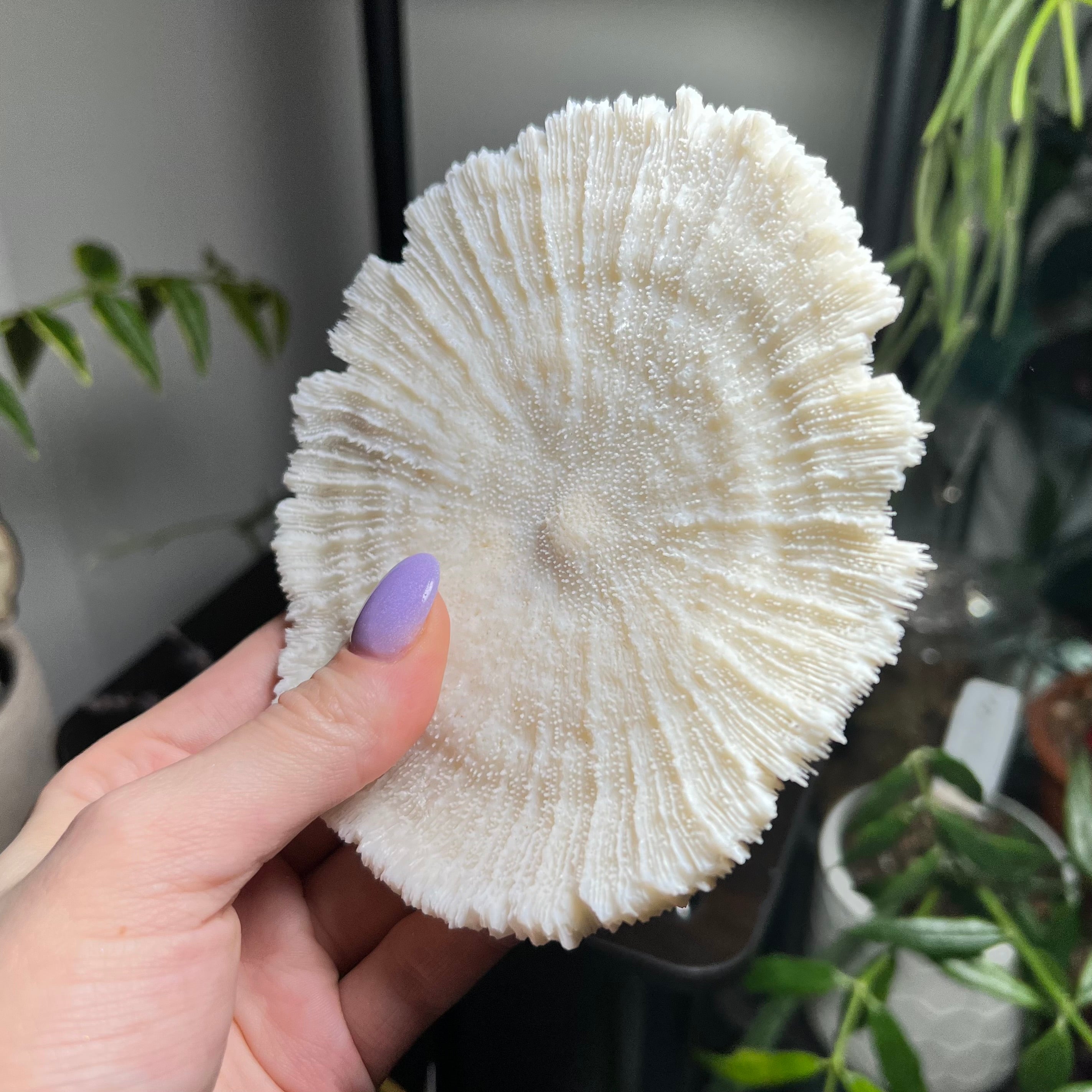 Mushroom Coral Specimen