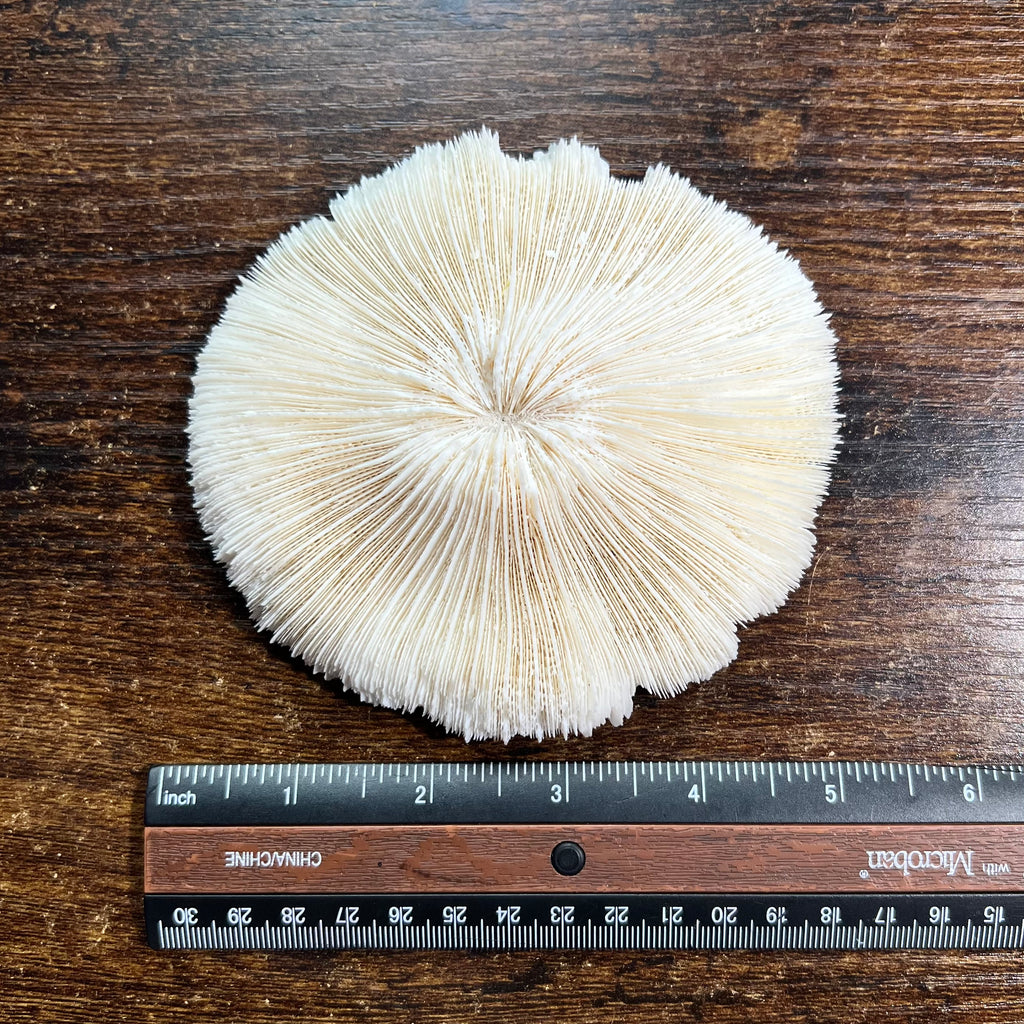 Mushroom Coral Specimen