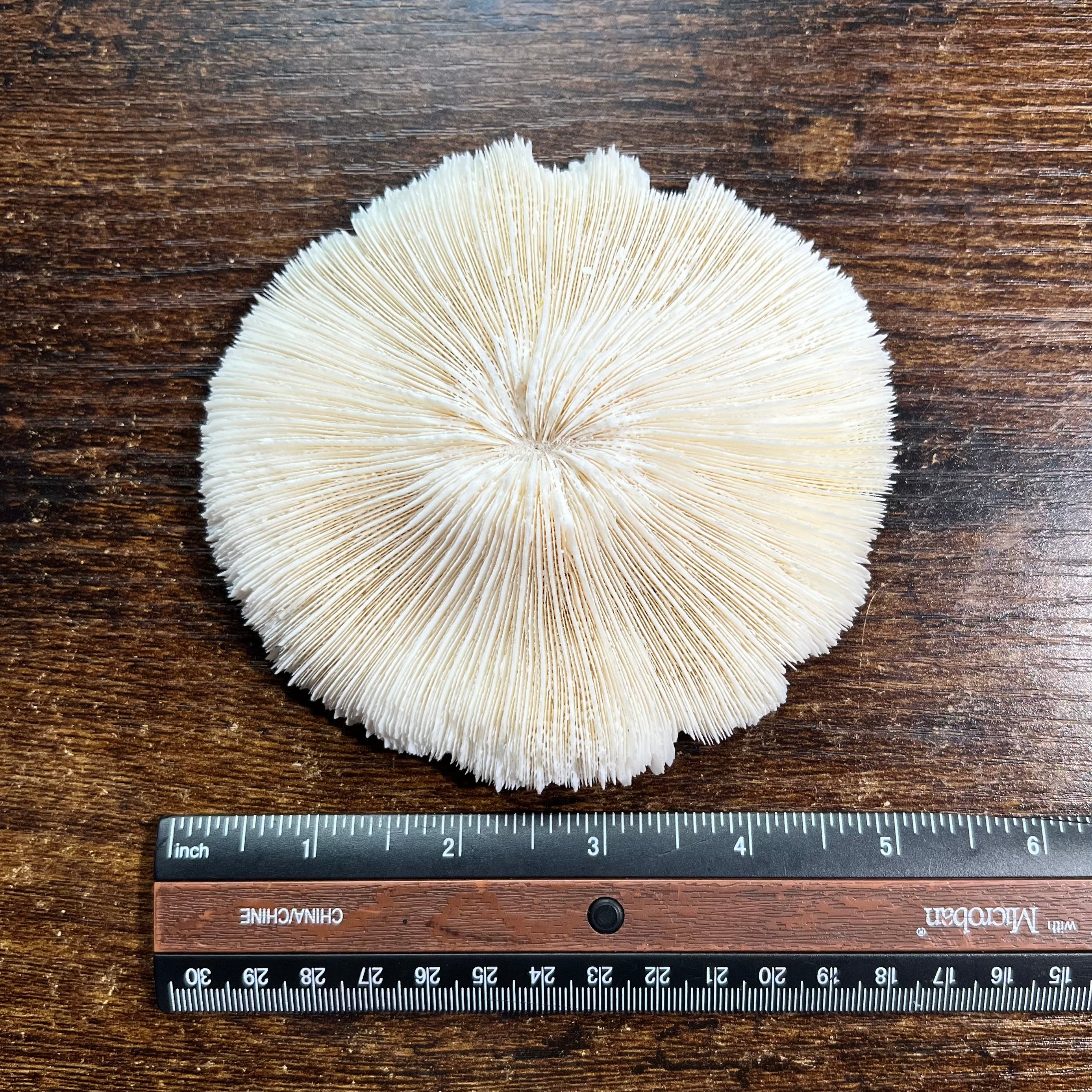 Mushroom Coral Specimen