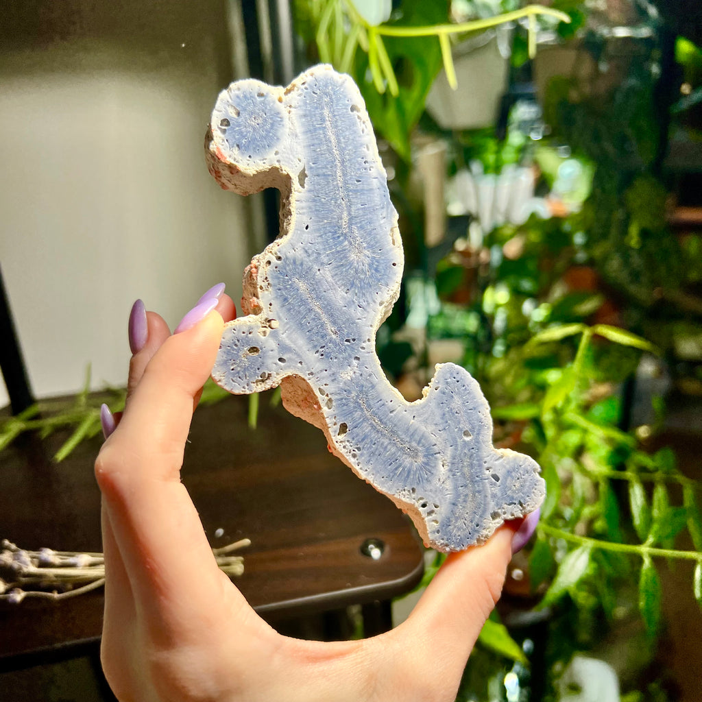 Blue Ridge Coral Specimen