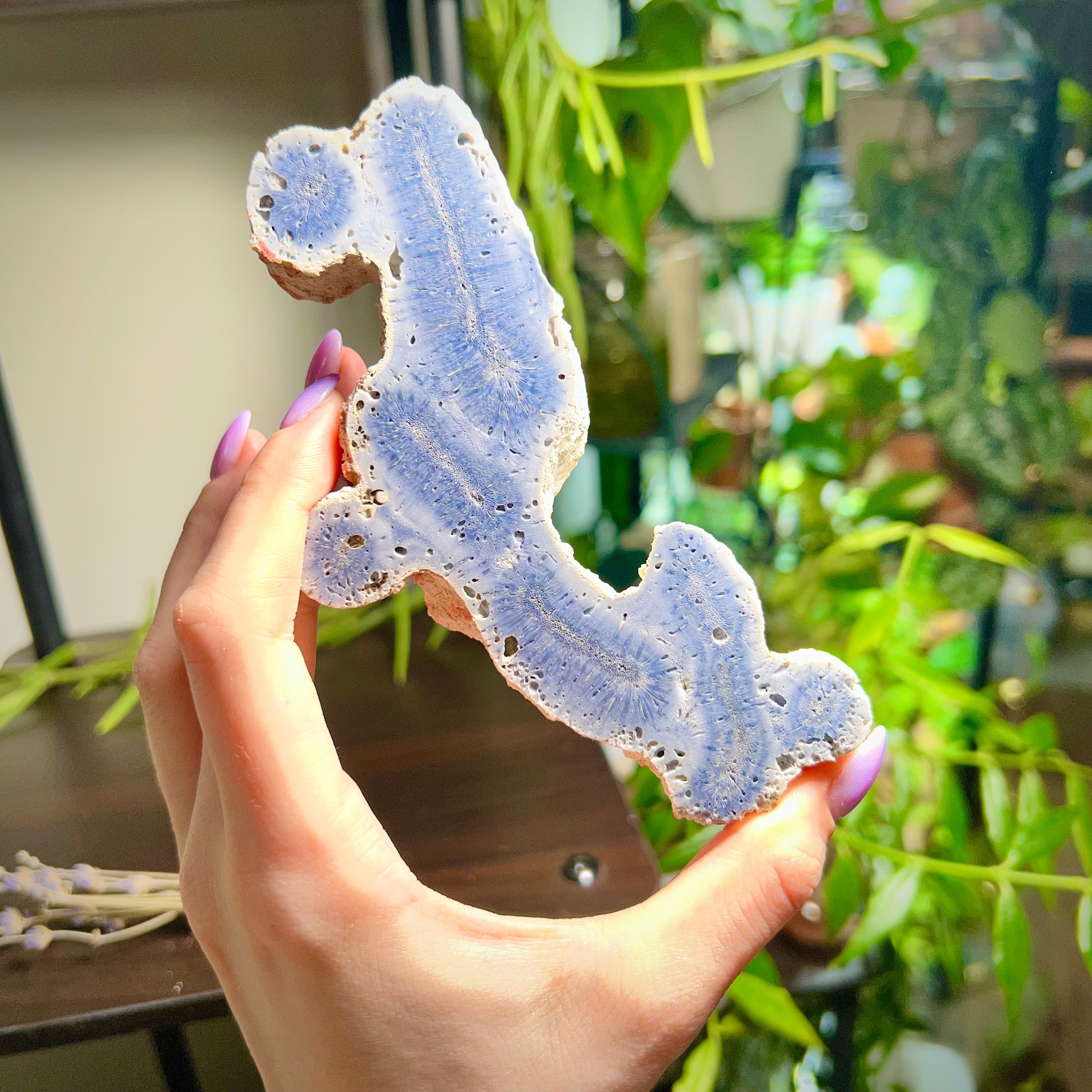 Blue Ridge Coral Specimen