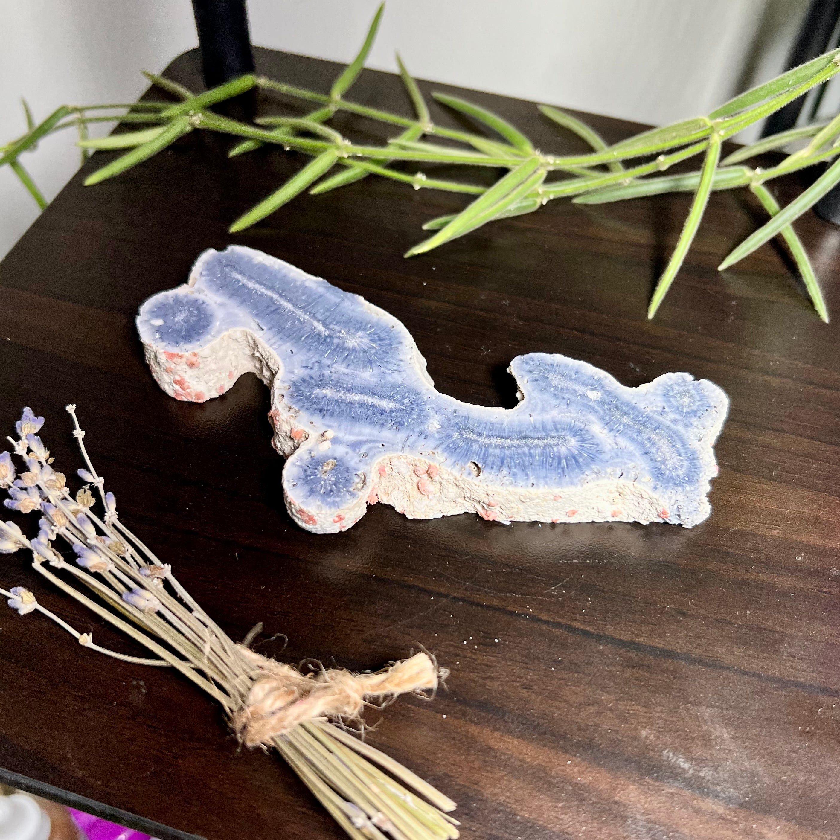 Blue Ridge Coral Specimen