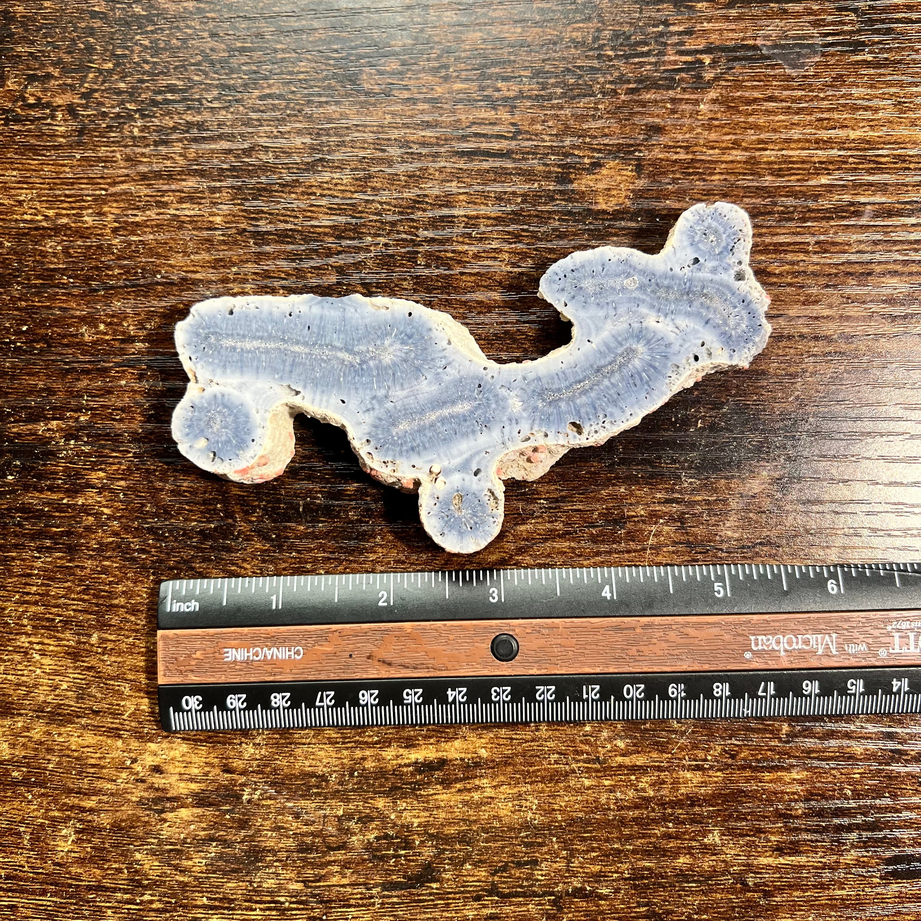 Blue Ridge Coral Specimen