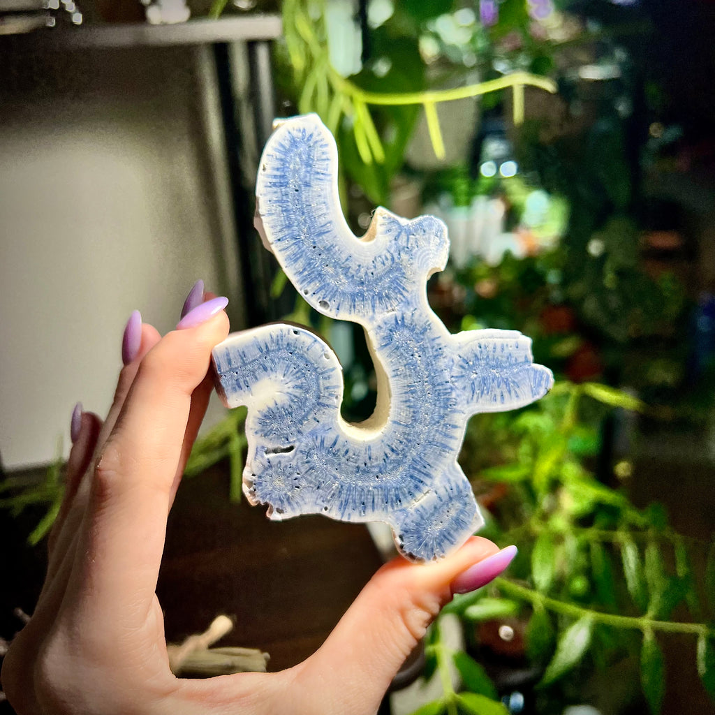 Blue Ridge Coral Specimen