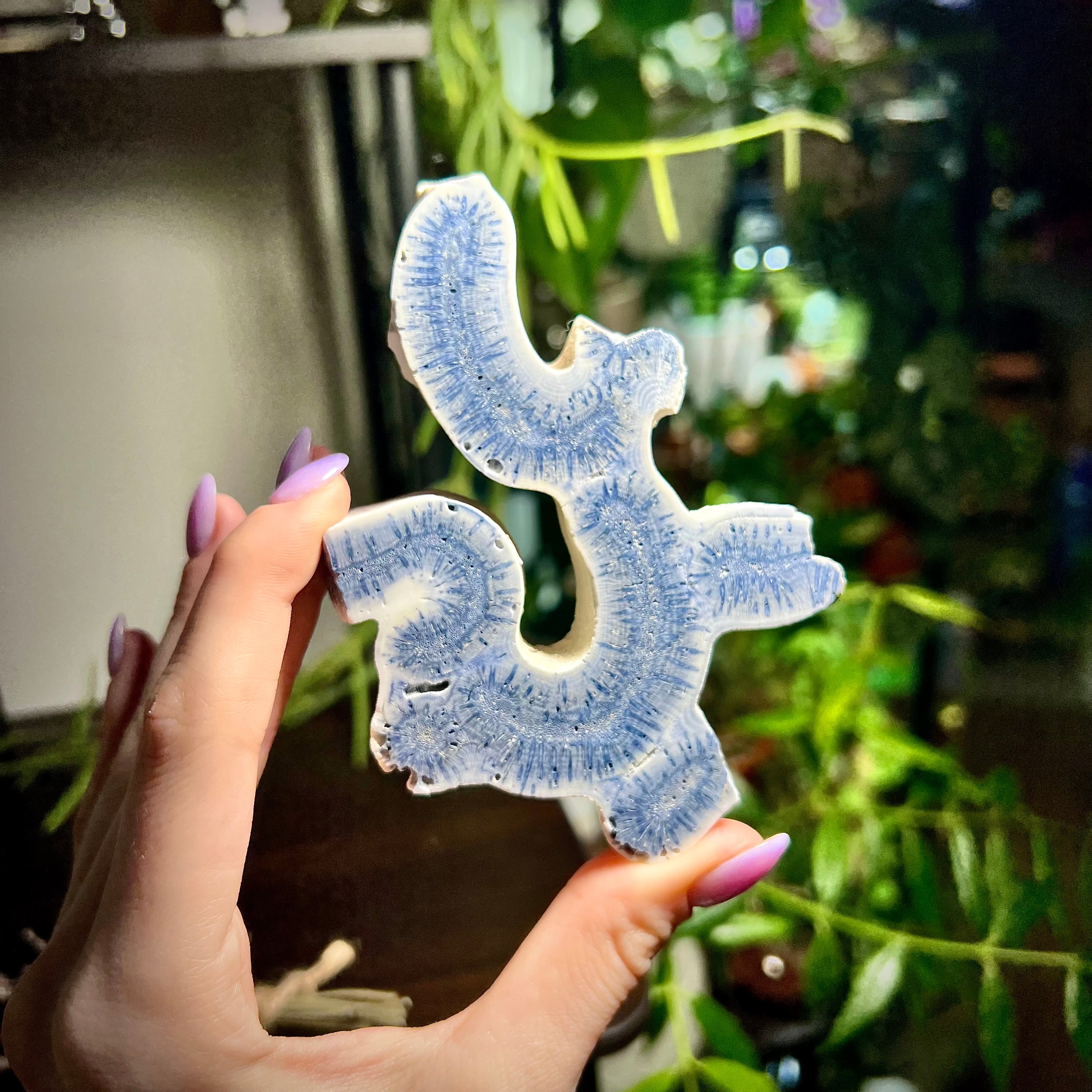 Blue Ridge Coral Specimen