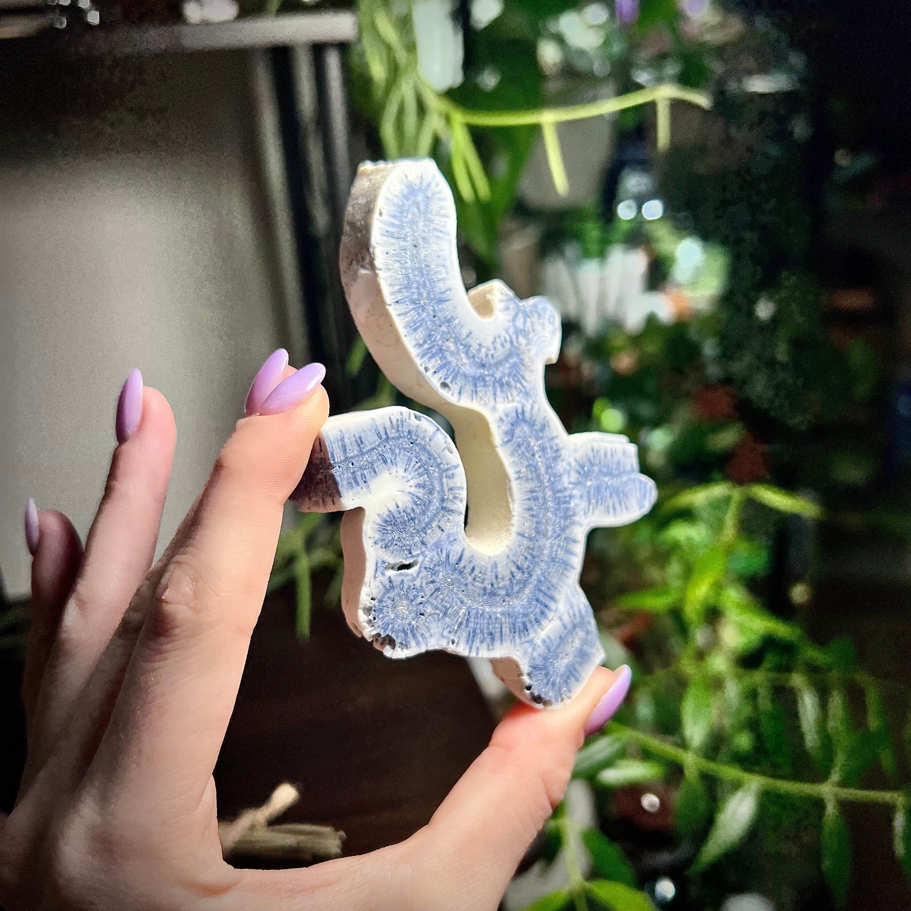 Blue Ridge Coral Specimen