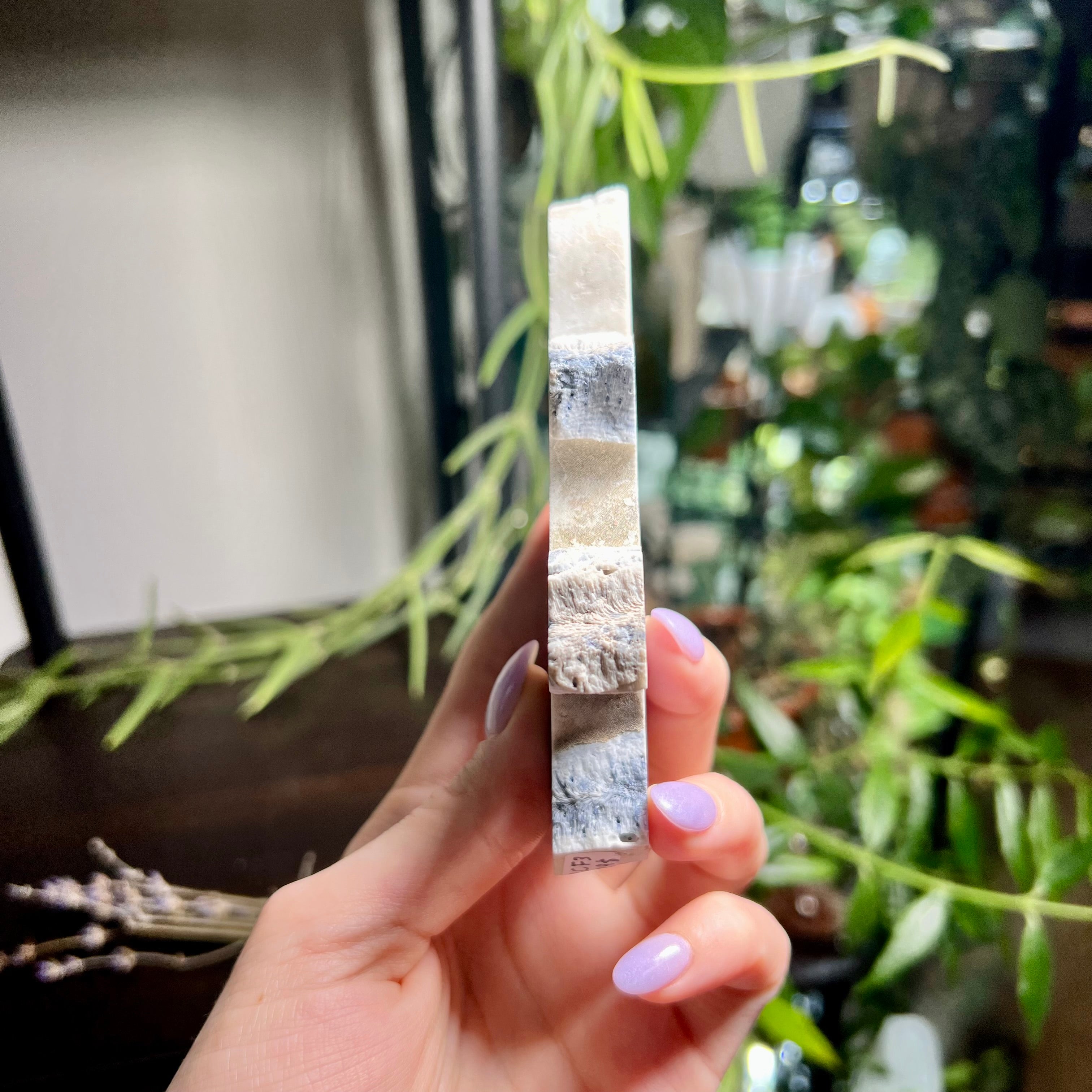 Blue Ridge Coral Specimen