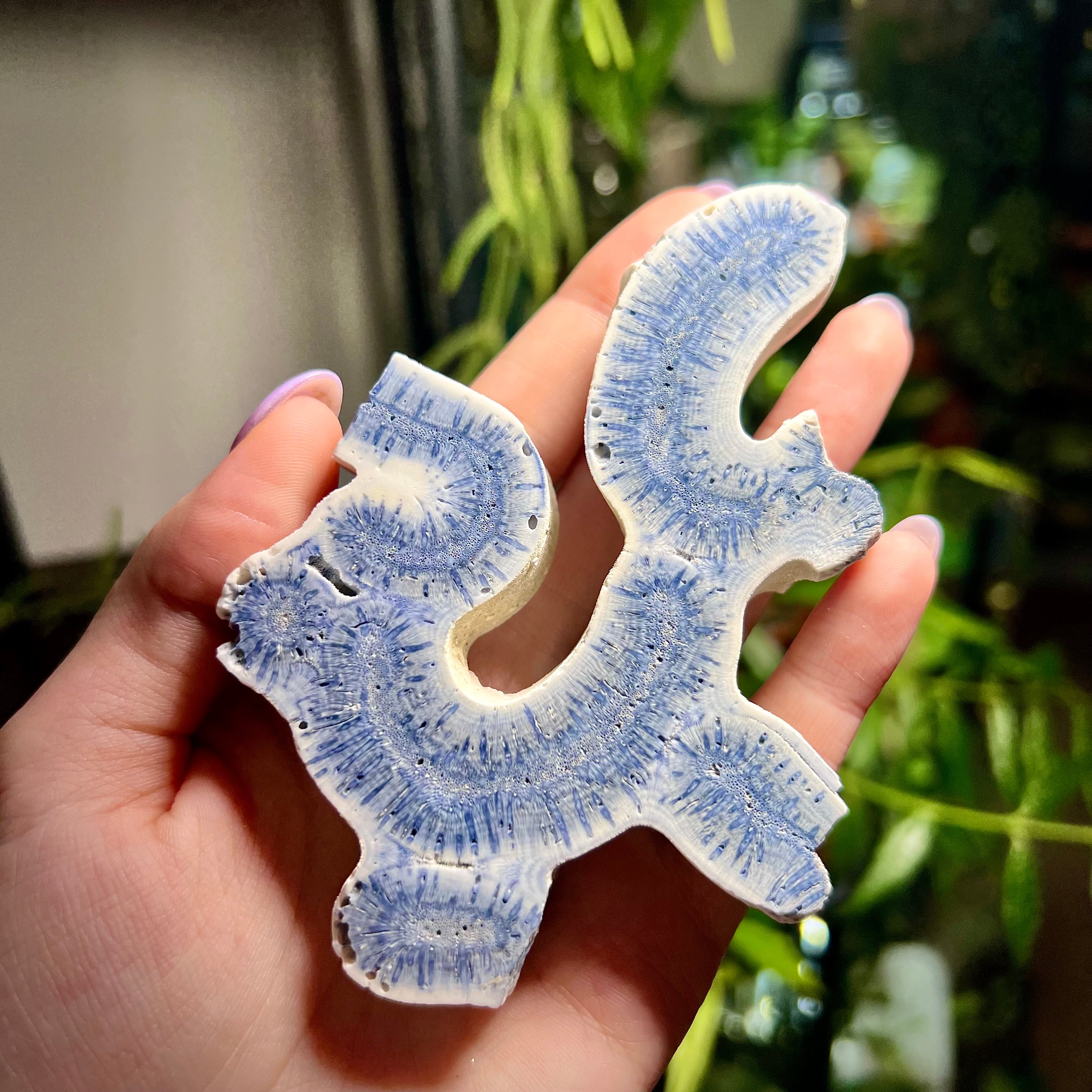 Blue Ridge Coral Specimen