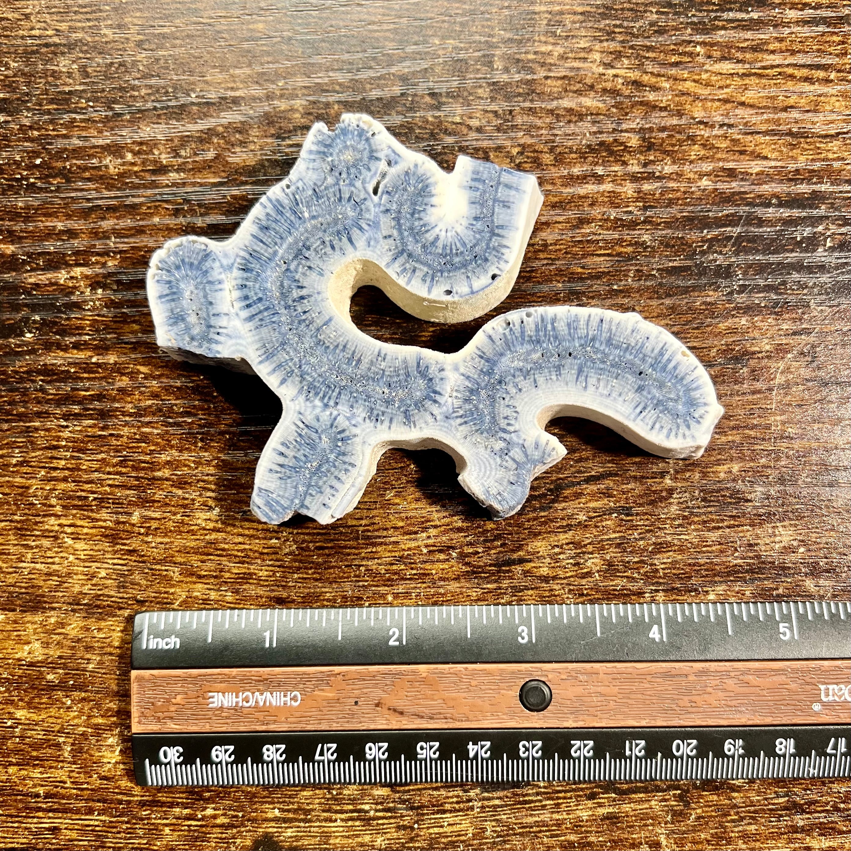 Blue Ridge Coral Specimen