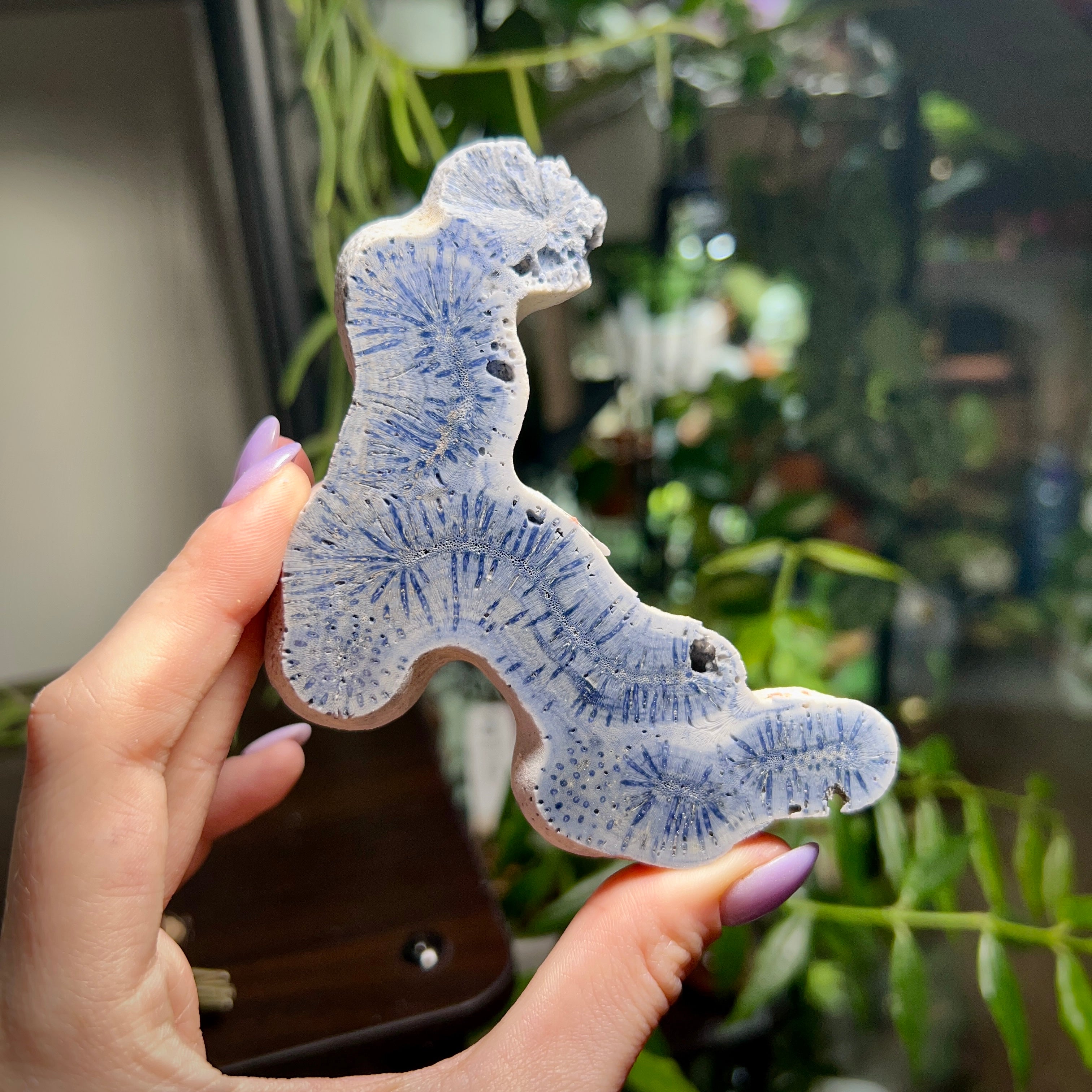 Blue Ridge Coral Specimen