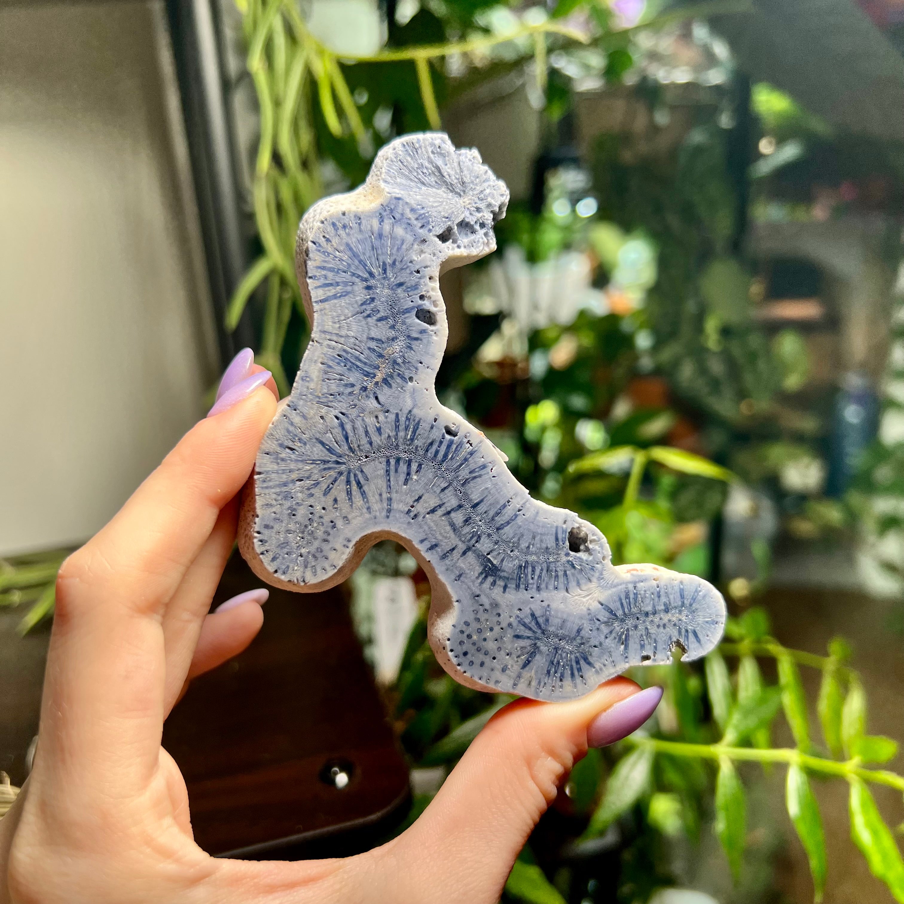 Blue Ridge Coral Specimen