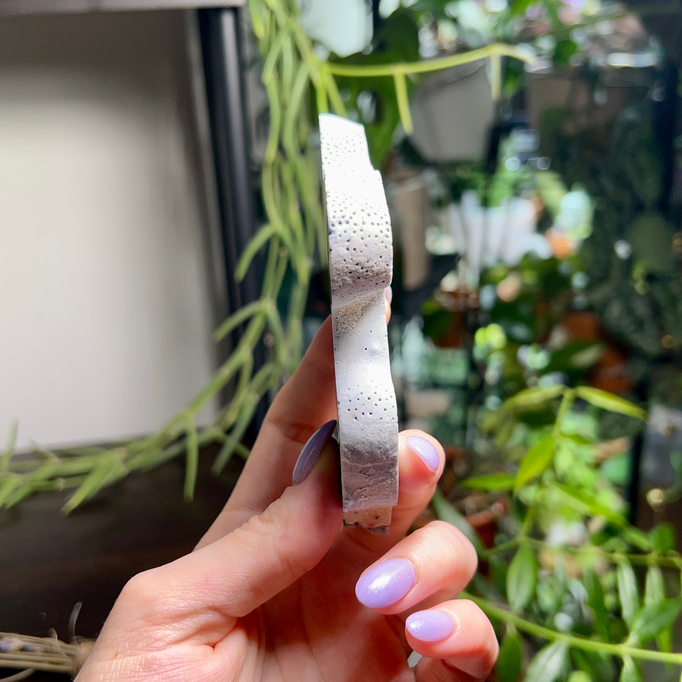 Blue Ridge Coral Specimen