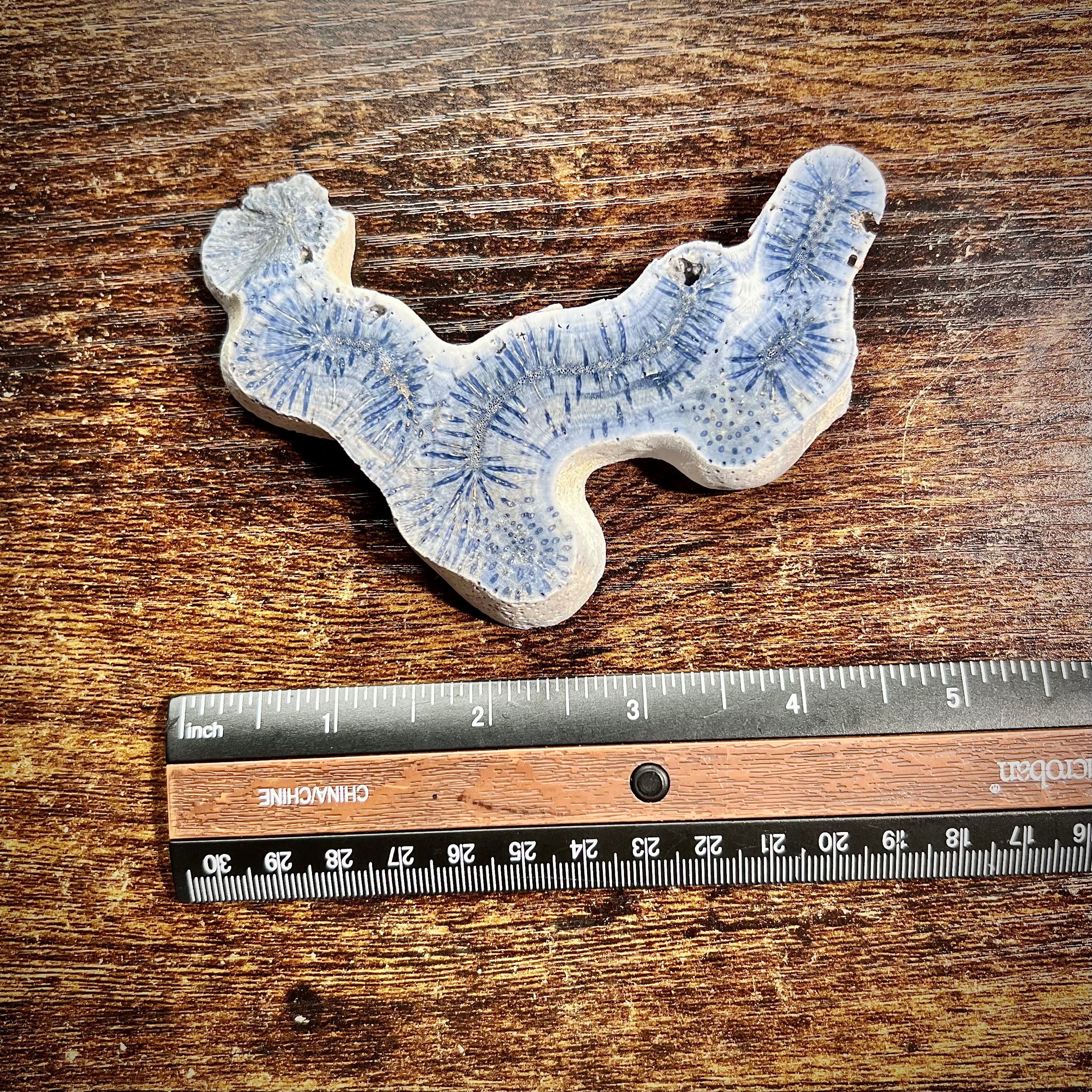 Blue Ridge Coral Specimen