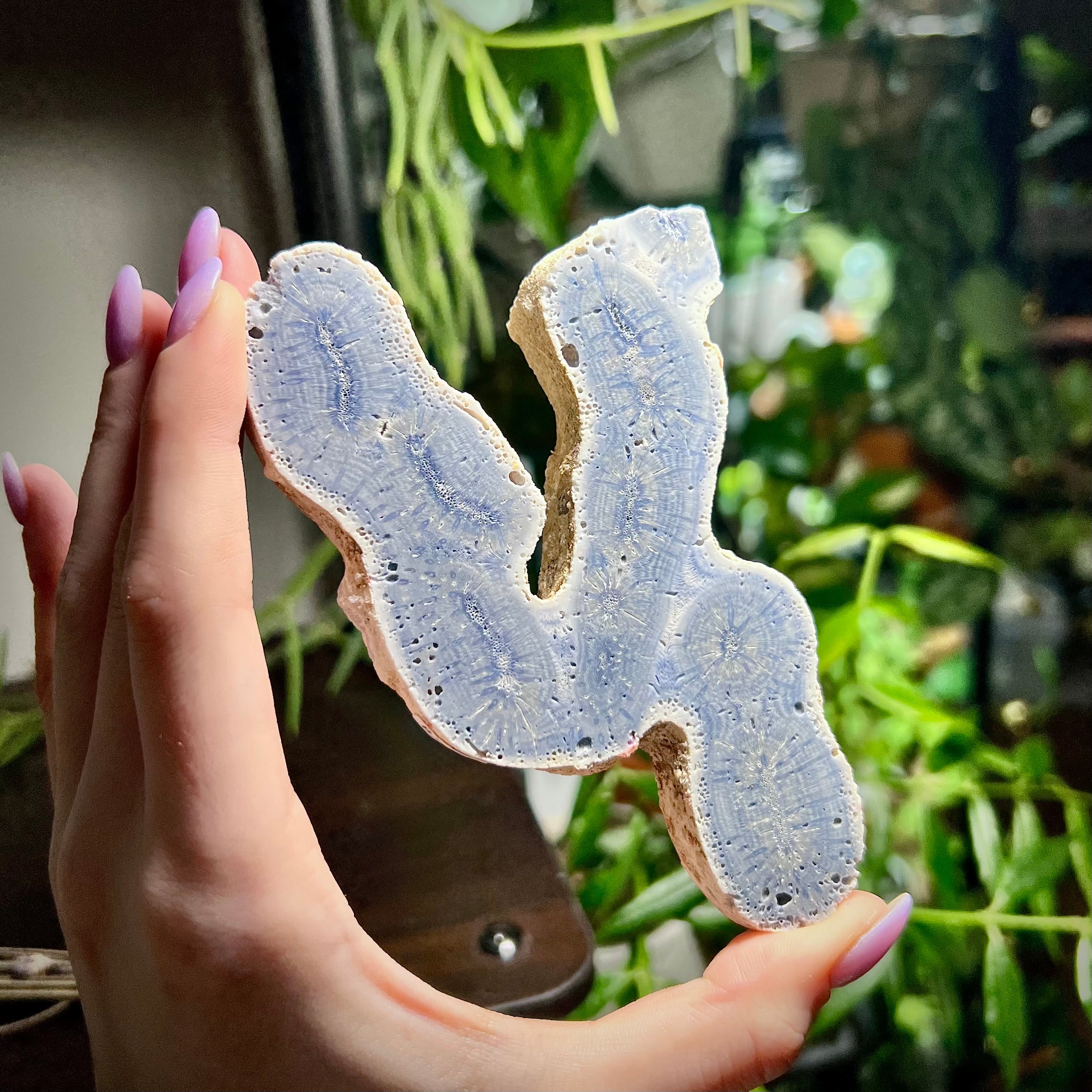 Blue Ridge Coral Specimen