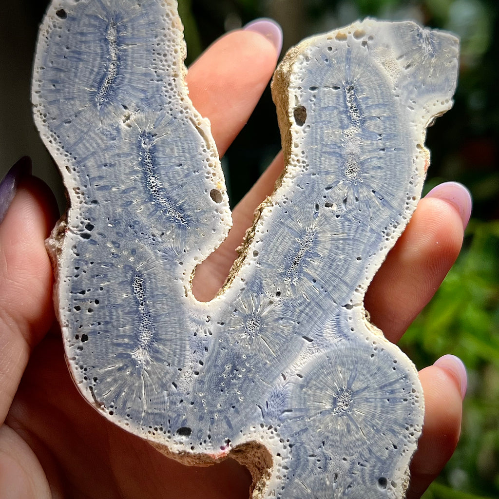 Blue Ridge Coral Specimen