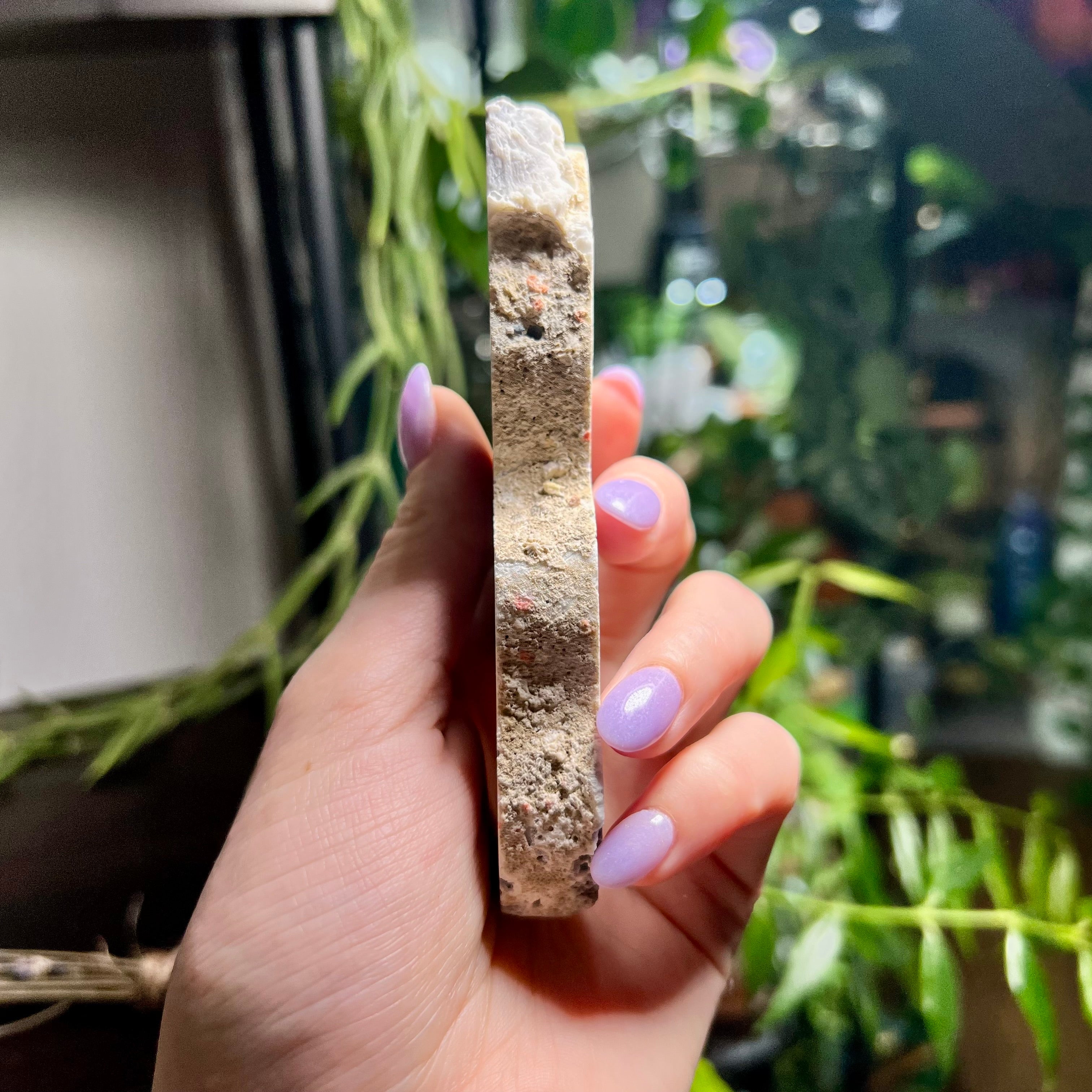 Blue Ridge Coral Specimen
