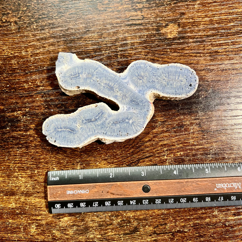 Blue Ridge Coral Specimen
