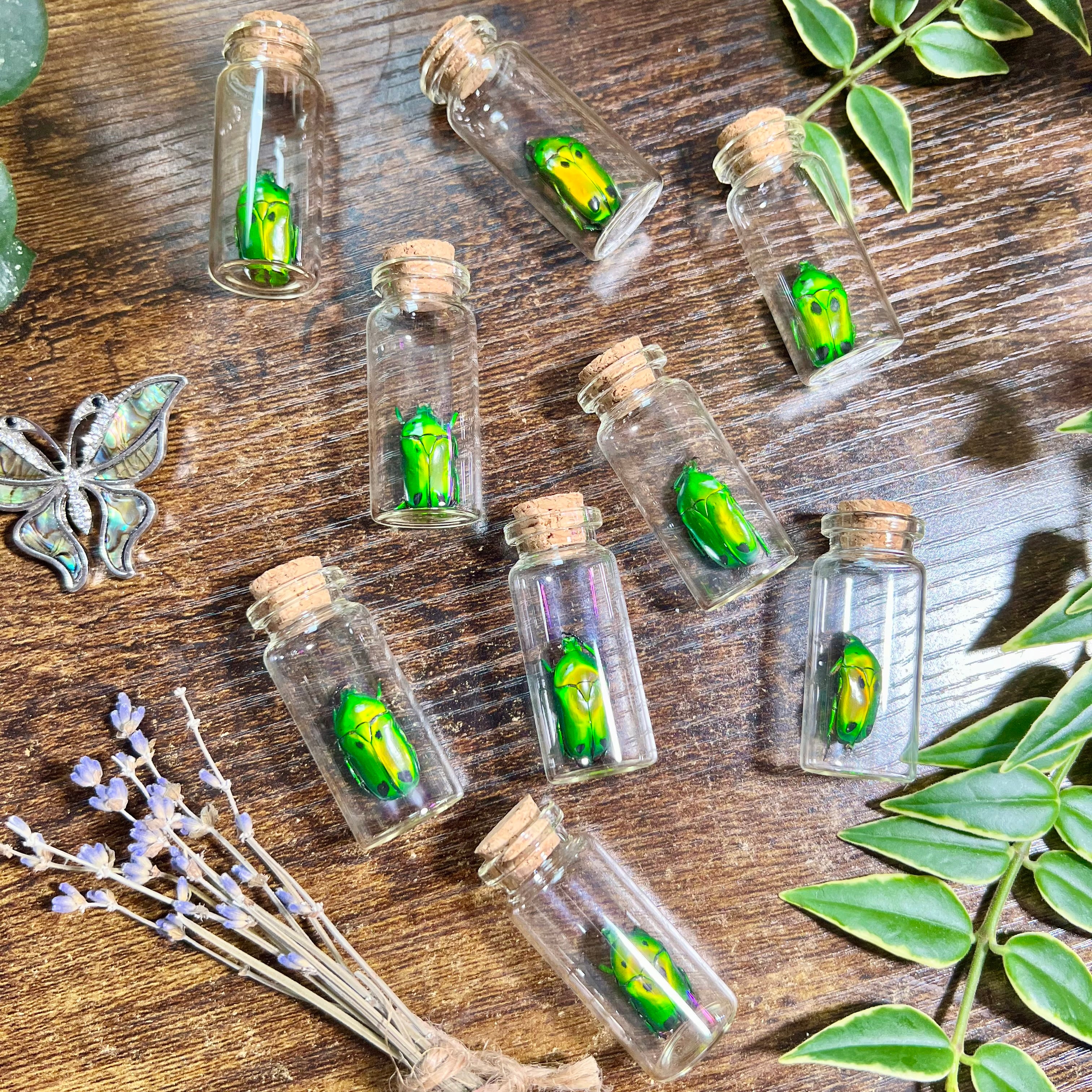 Green Domino Beetle - Oddity Jar