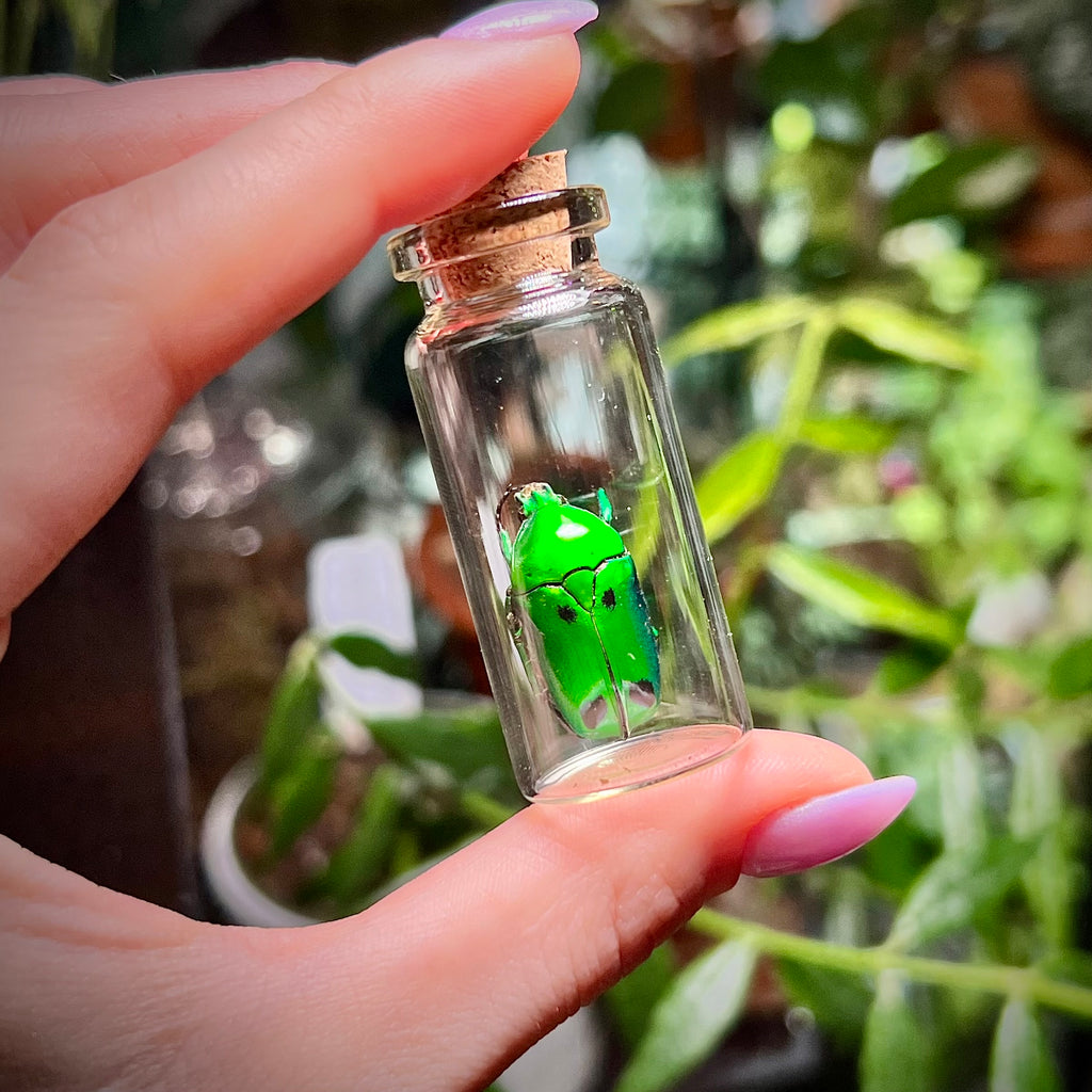 Green Domino Beetle - Oddity Jar