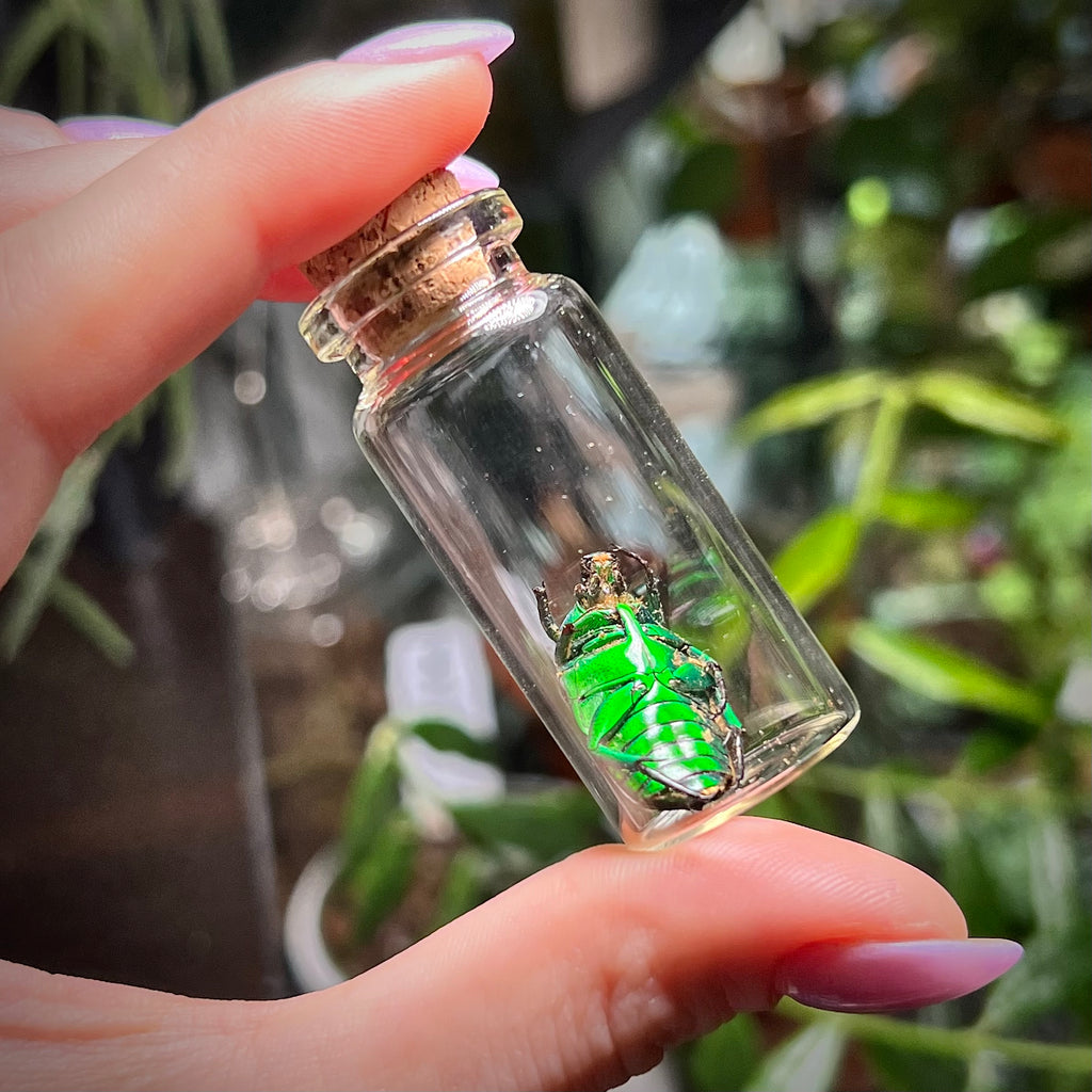 Green Domino Beetle - Oddity Jar