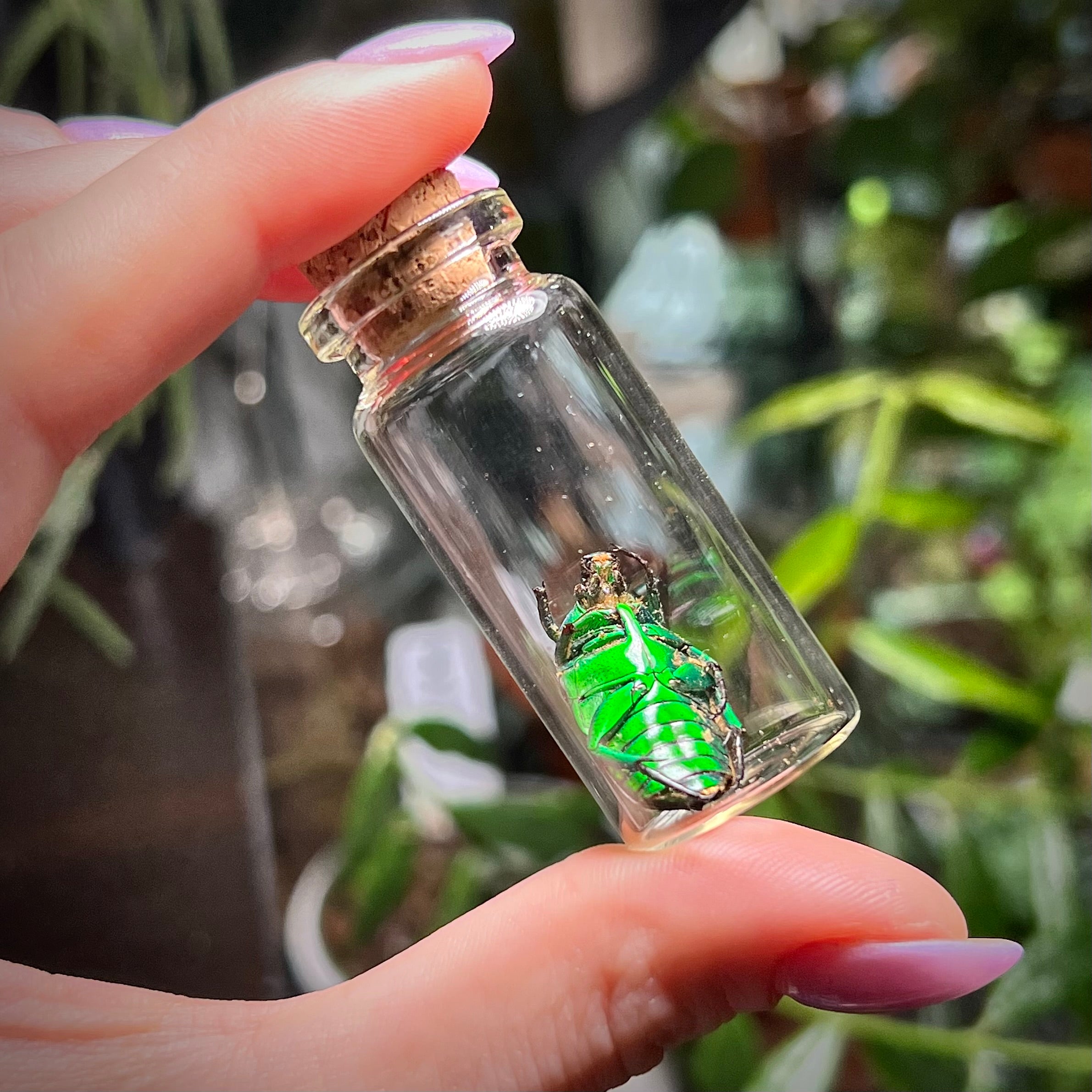 Green Domino Beetle - Oddity Jar