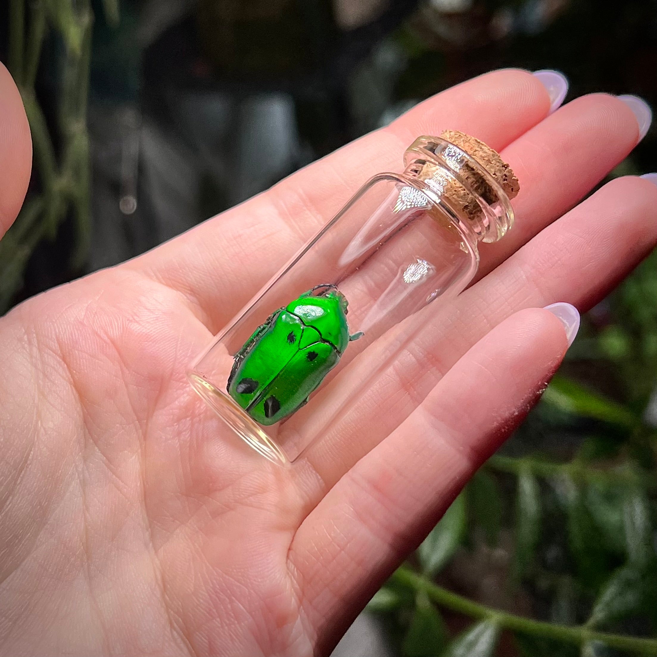 Green Domino Beetle - Oddity Jar