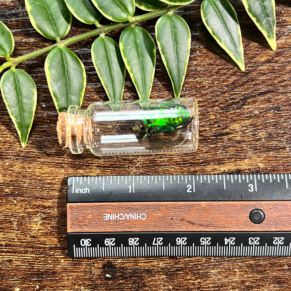 Green Domino Beetle - Oddity Jar