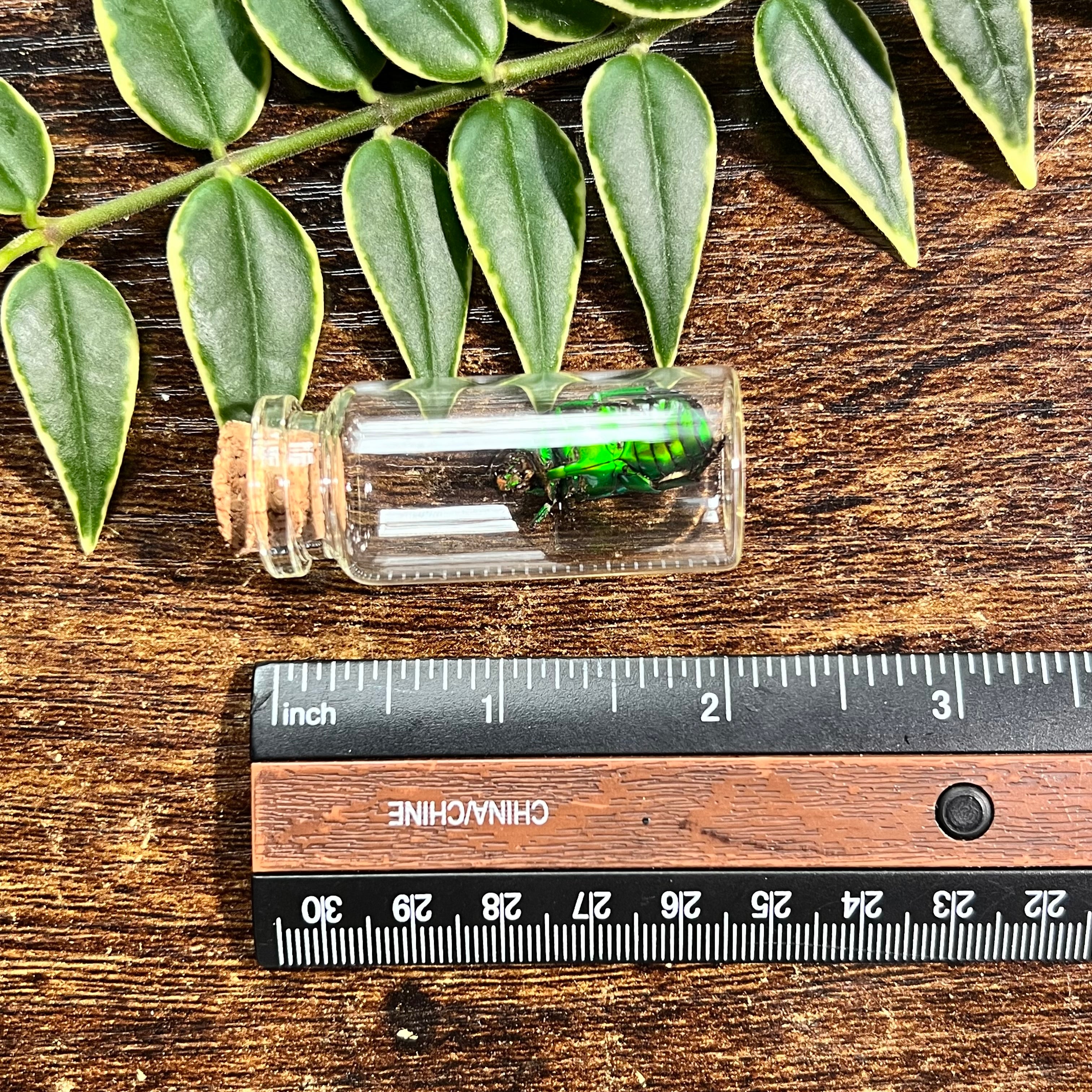 Green Domino Beetle - Oddity Jar