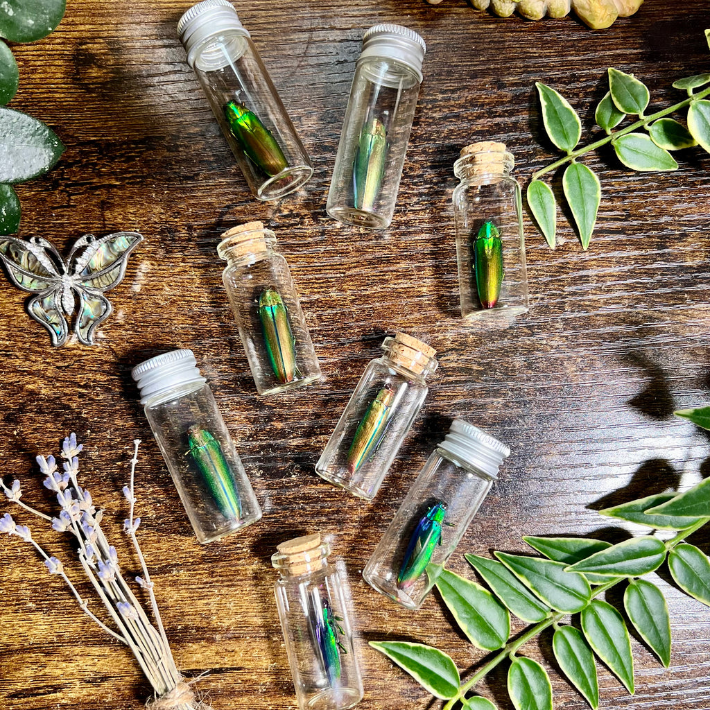 Mystery Bug Jar