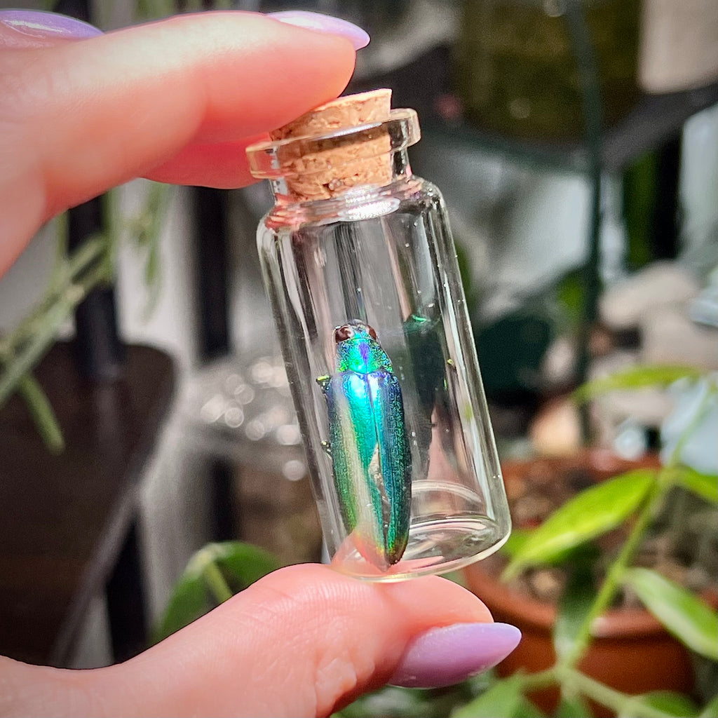 Rainbow Shield Jewel  - Oddity Jar