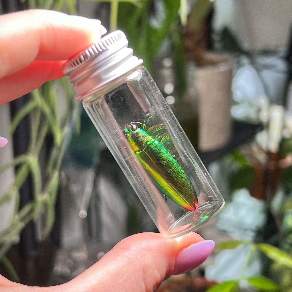 Rainbow Shield Jewel  - Oddity Jar
