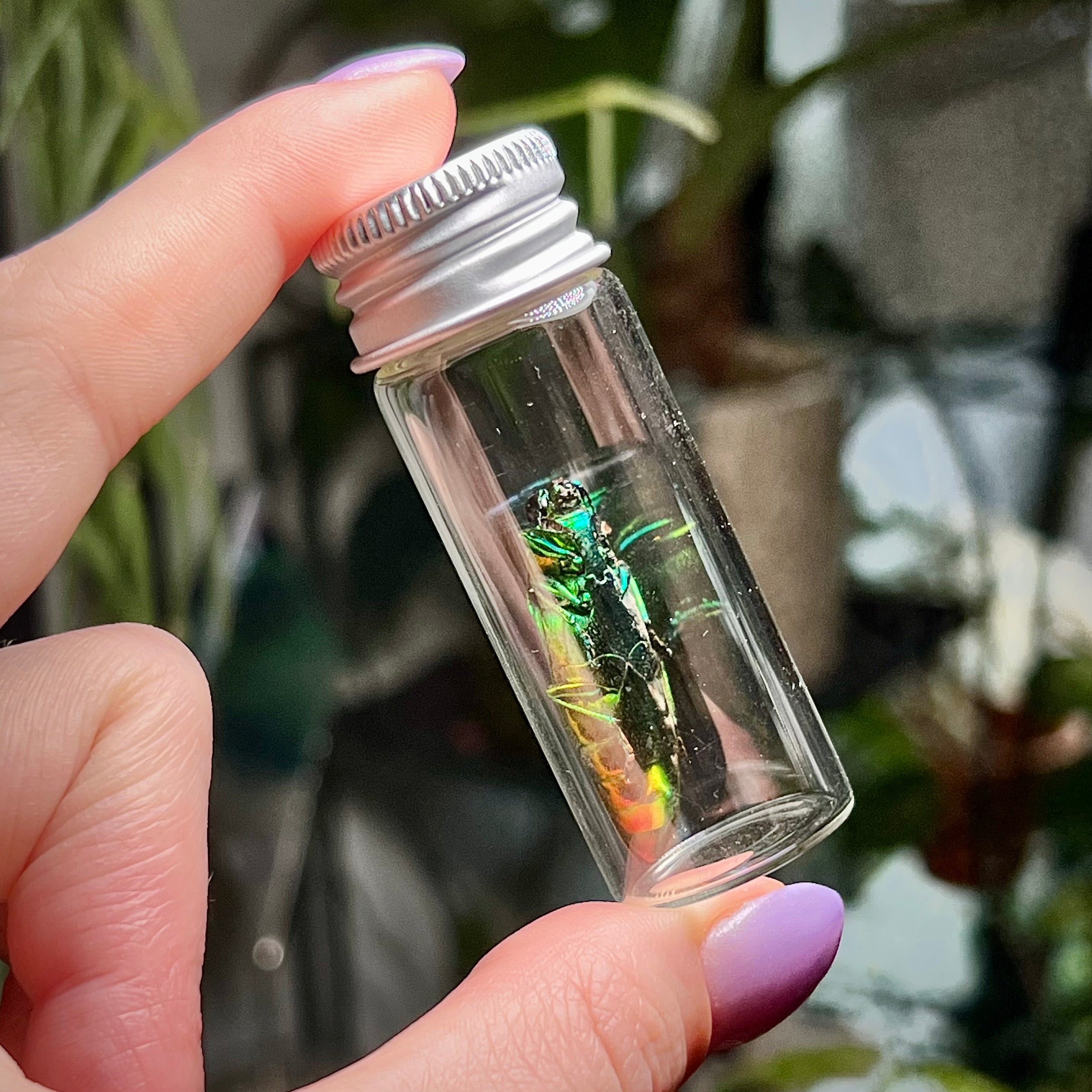 Rainbow Shield Jewel  - Oddity Jar