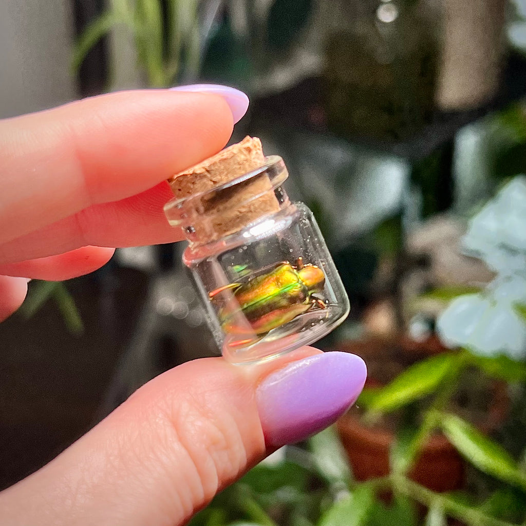 Mystery Bug Jar