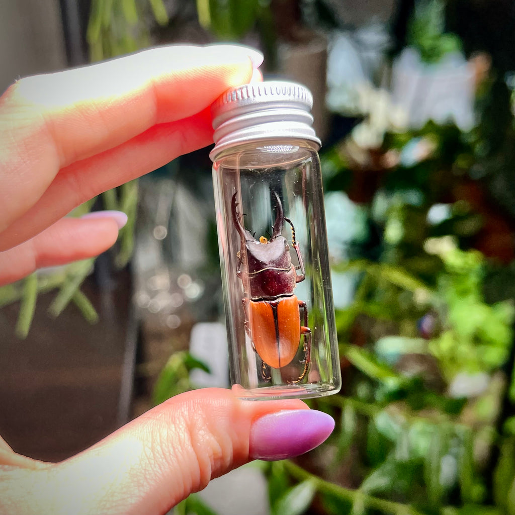 Orange Stag Beetle - Oddity Jar