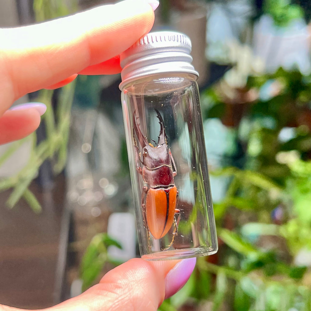Orange Stag Beetle - Oddity Jar