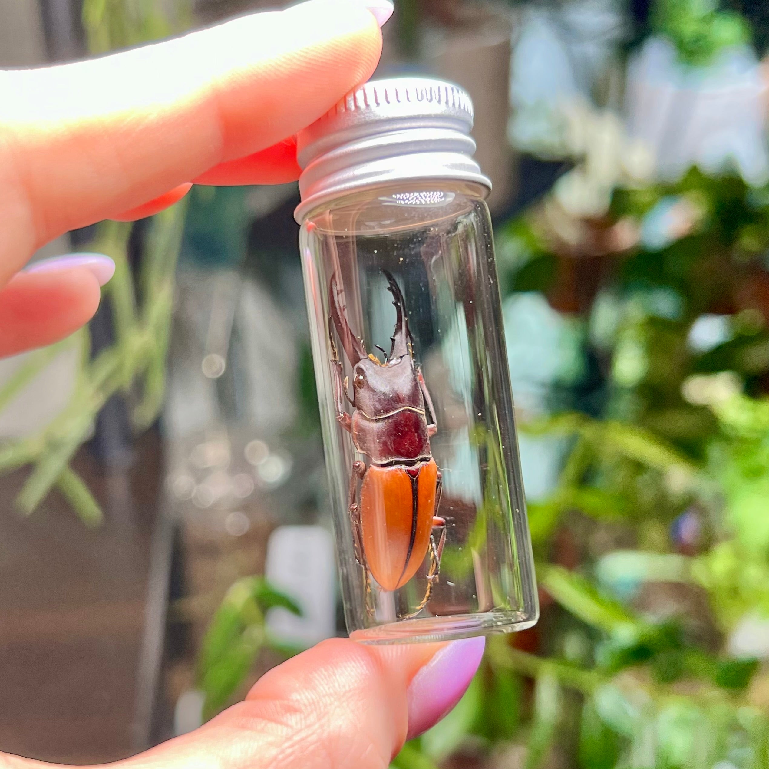 Orange Stag Beetle - Oddity Jar