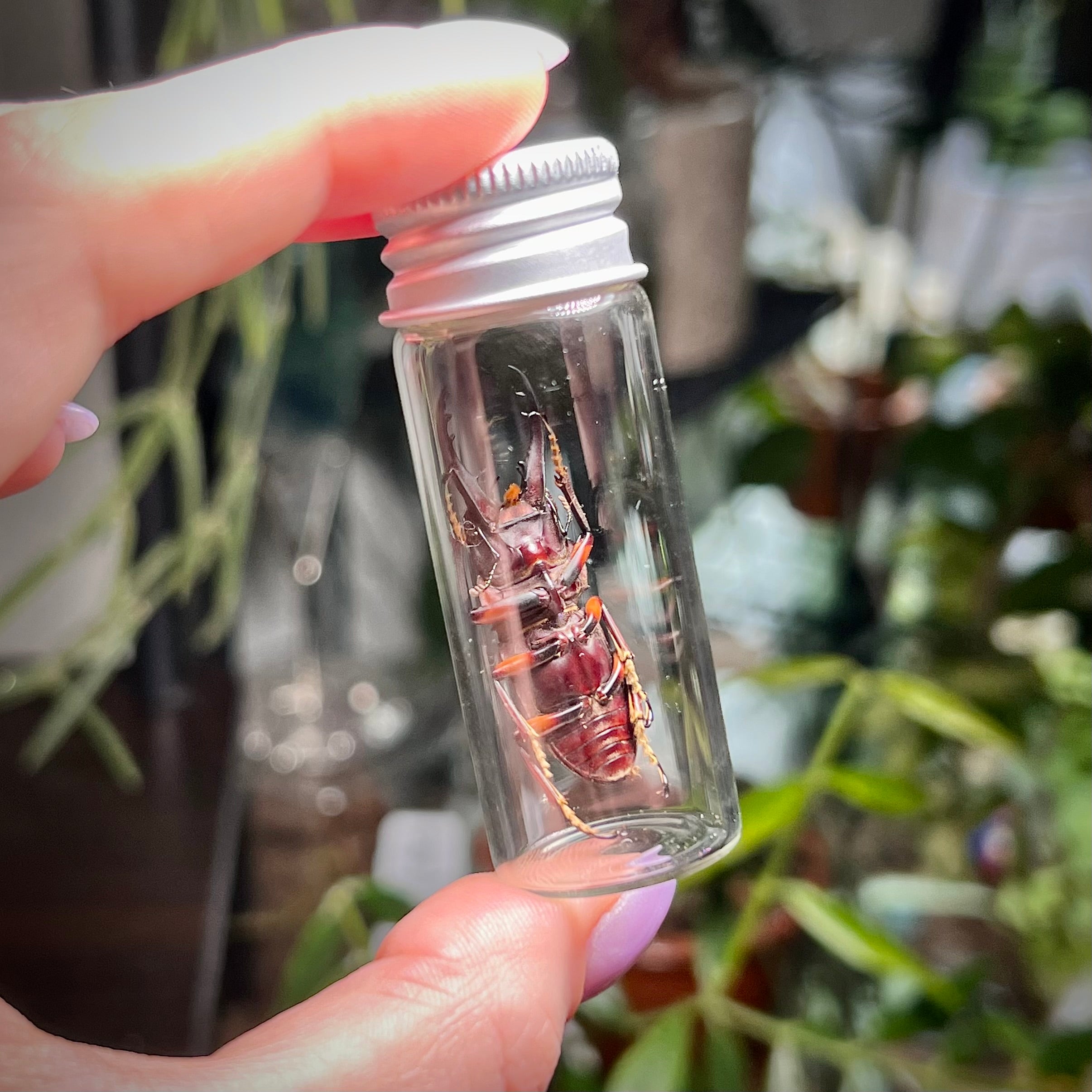Orange Stag Beetle - Oddity Jar